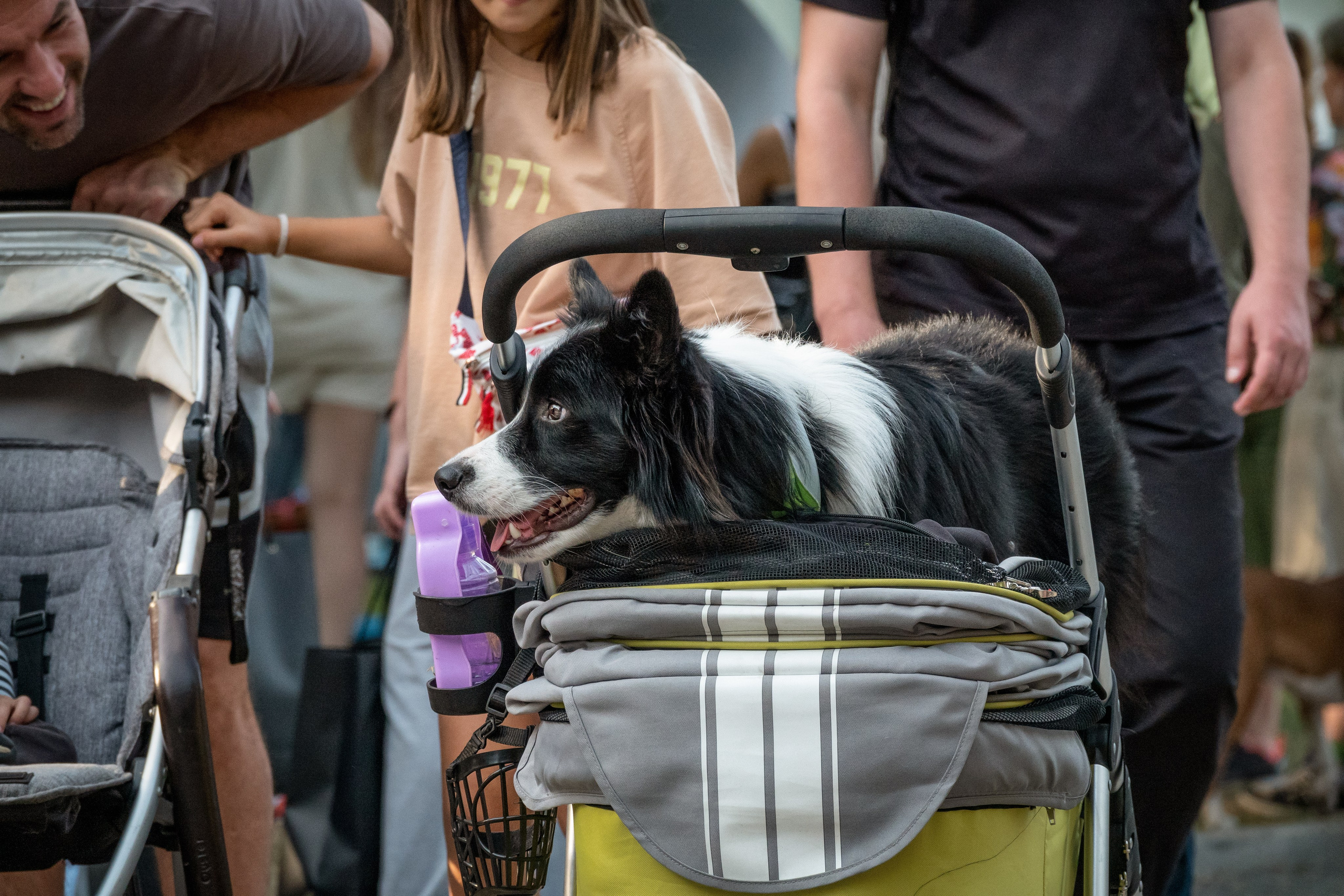 Petshop Days 2024, бордер-колли, фотограф-анималист