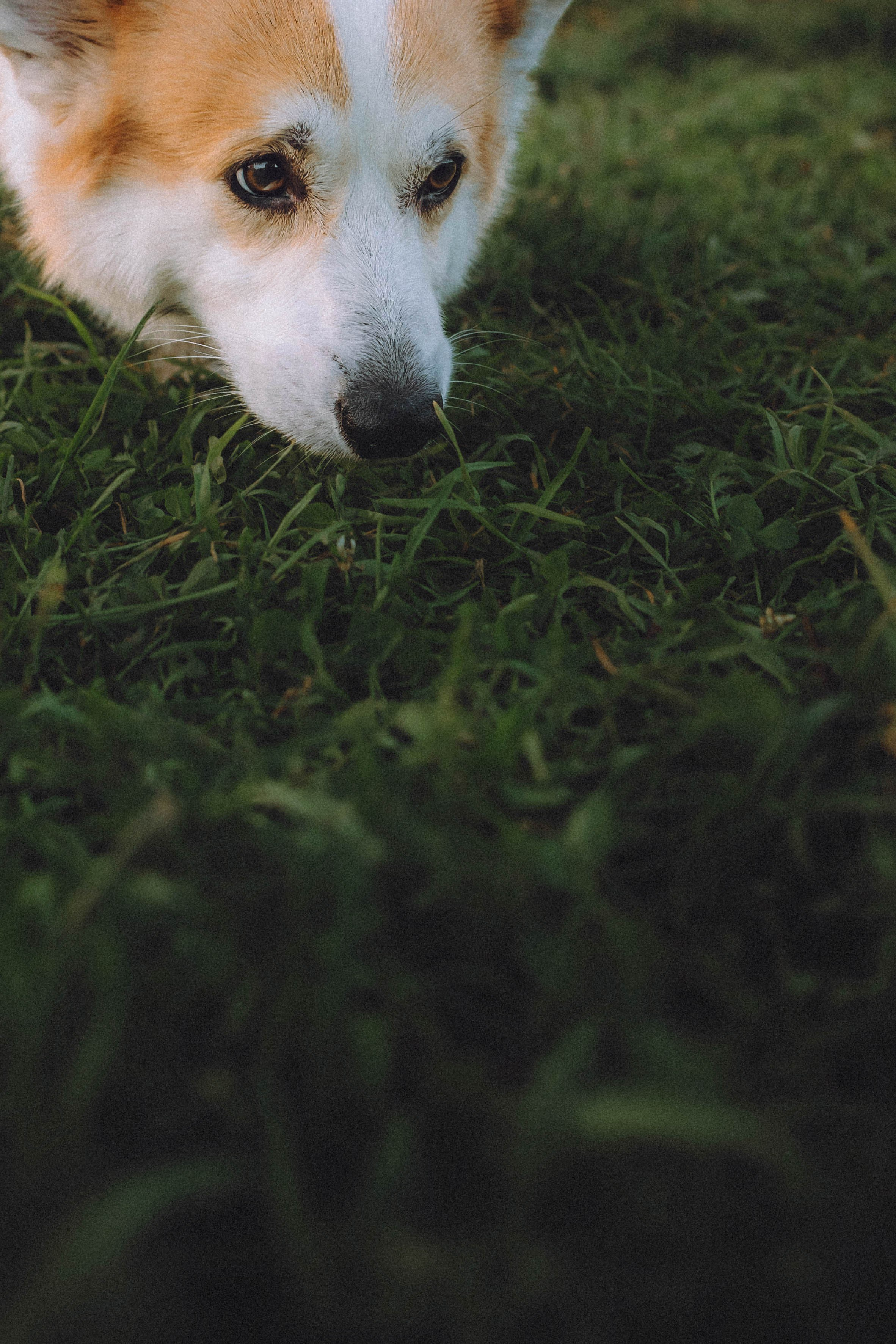 Арчи и его семья