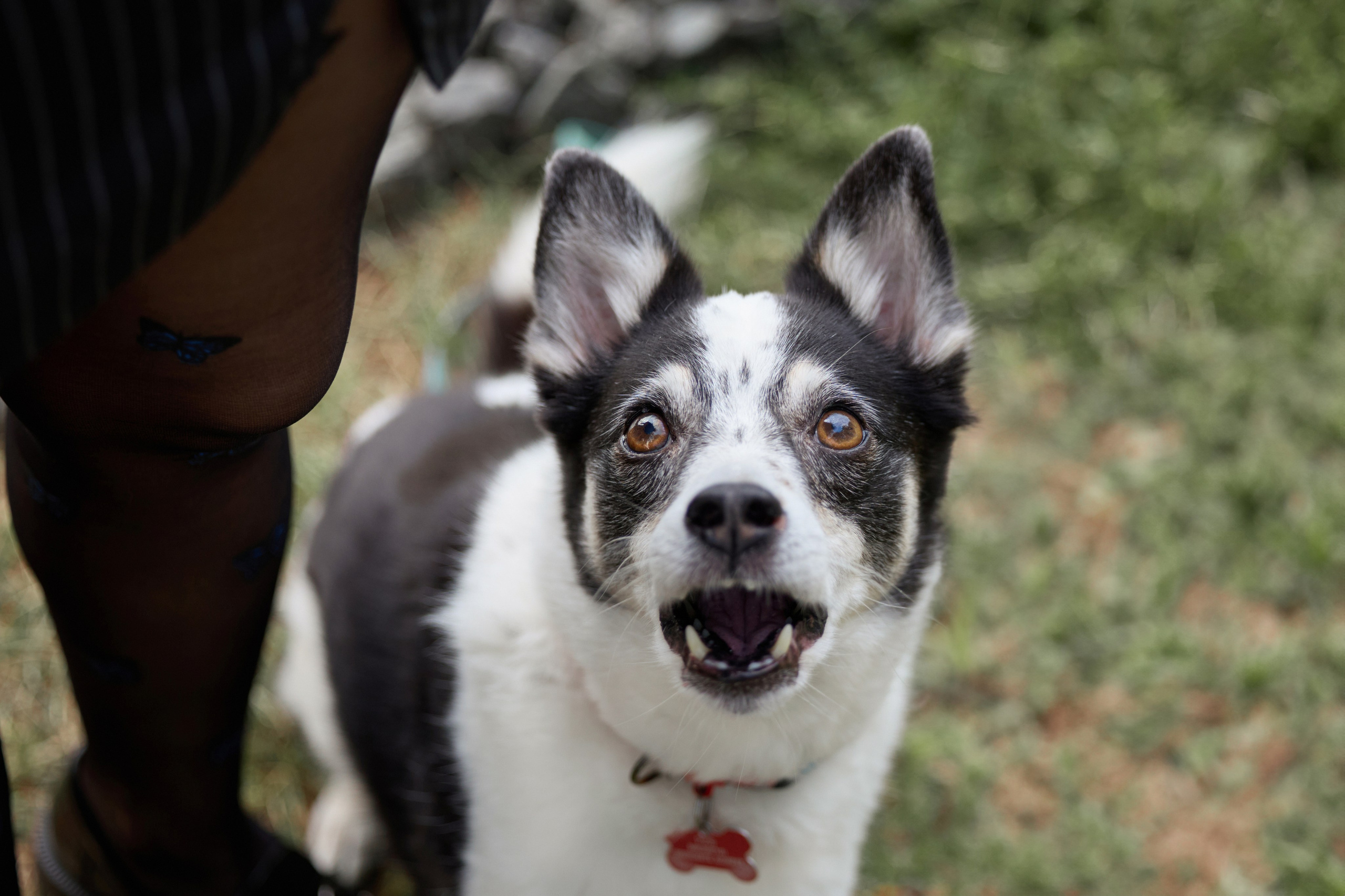 Диана и Рея. Фотограф анималист в Казани Алина Сулейманова. Фотограф животных