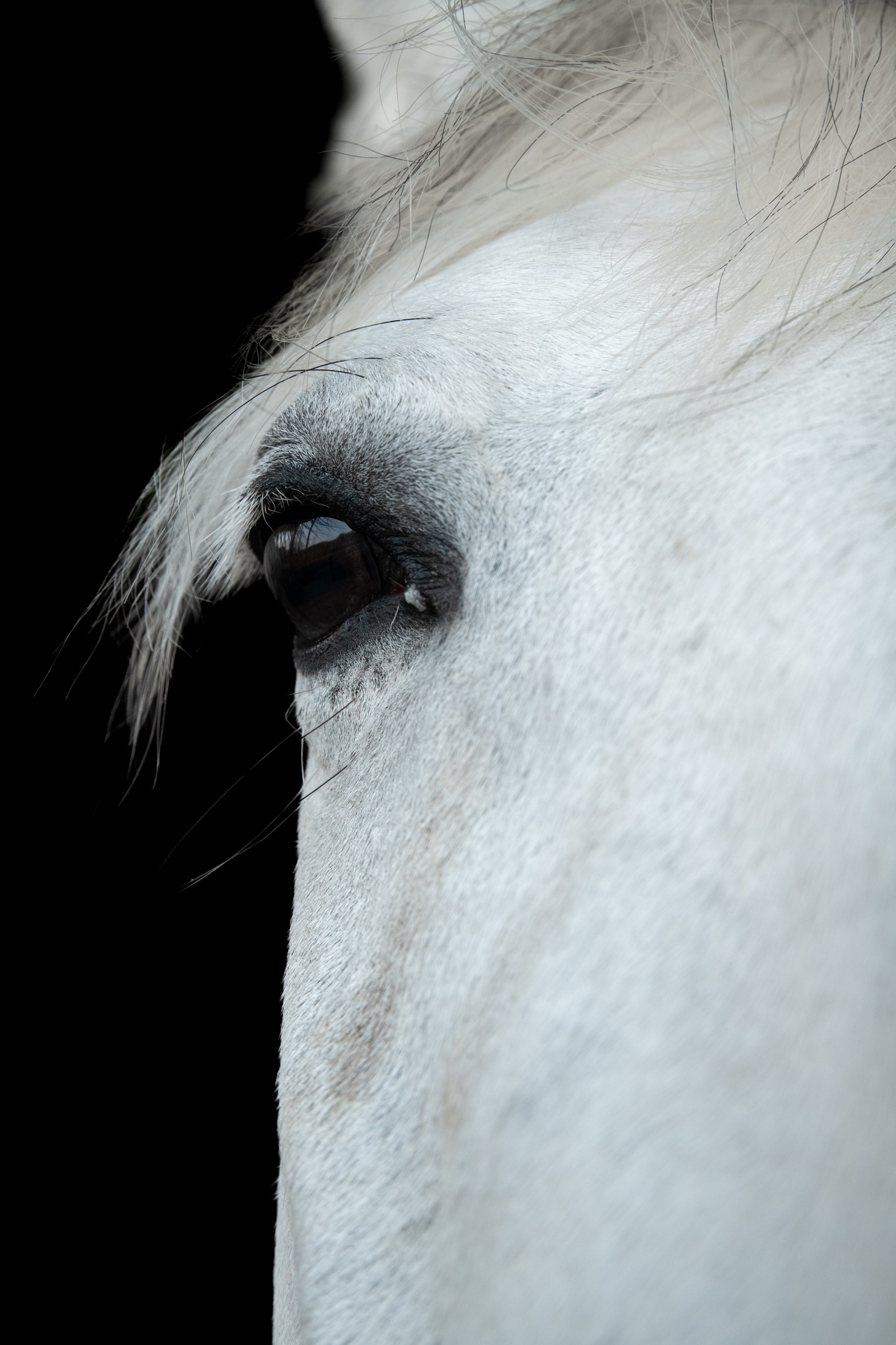 HORSES. Anastasiia Antoniuk portrait, family and couple photographer, Portugal