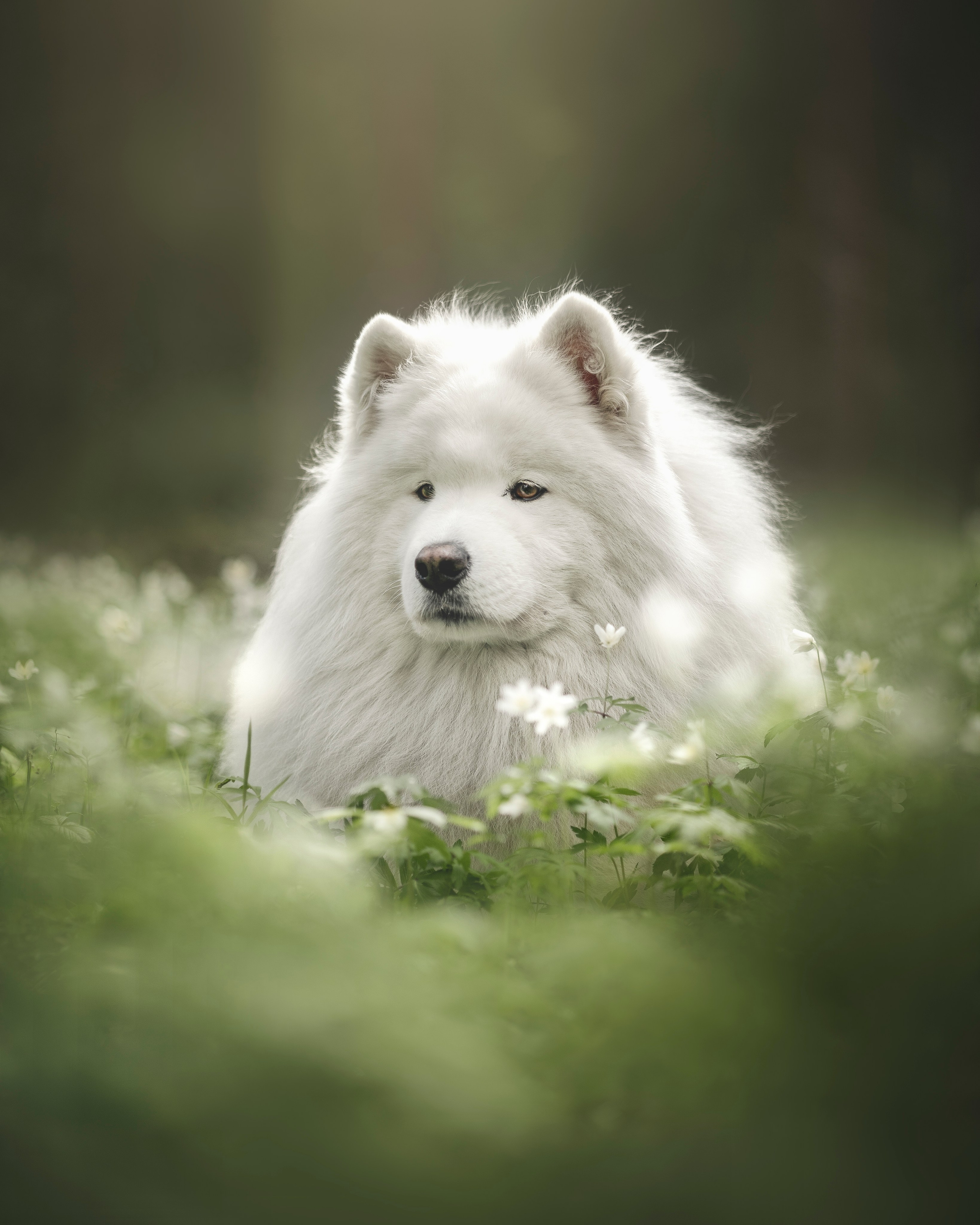 Галерея. Фотограф анималист в Москве Майорова Евгения