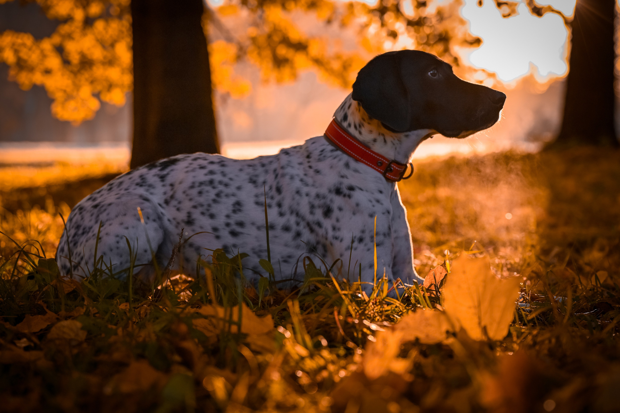 Собаки. Фотограф-анималист в Санкт-Петербурге Анастасия Иванова