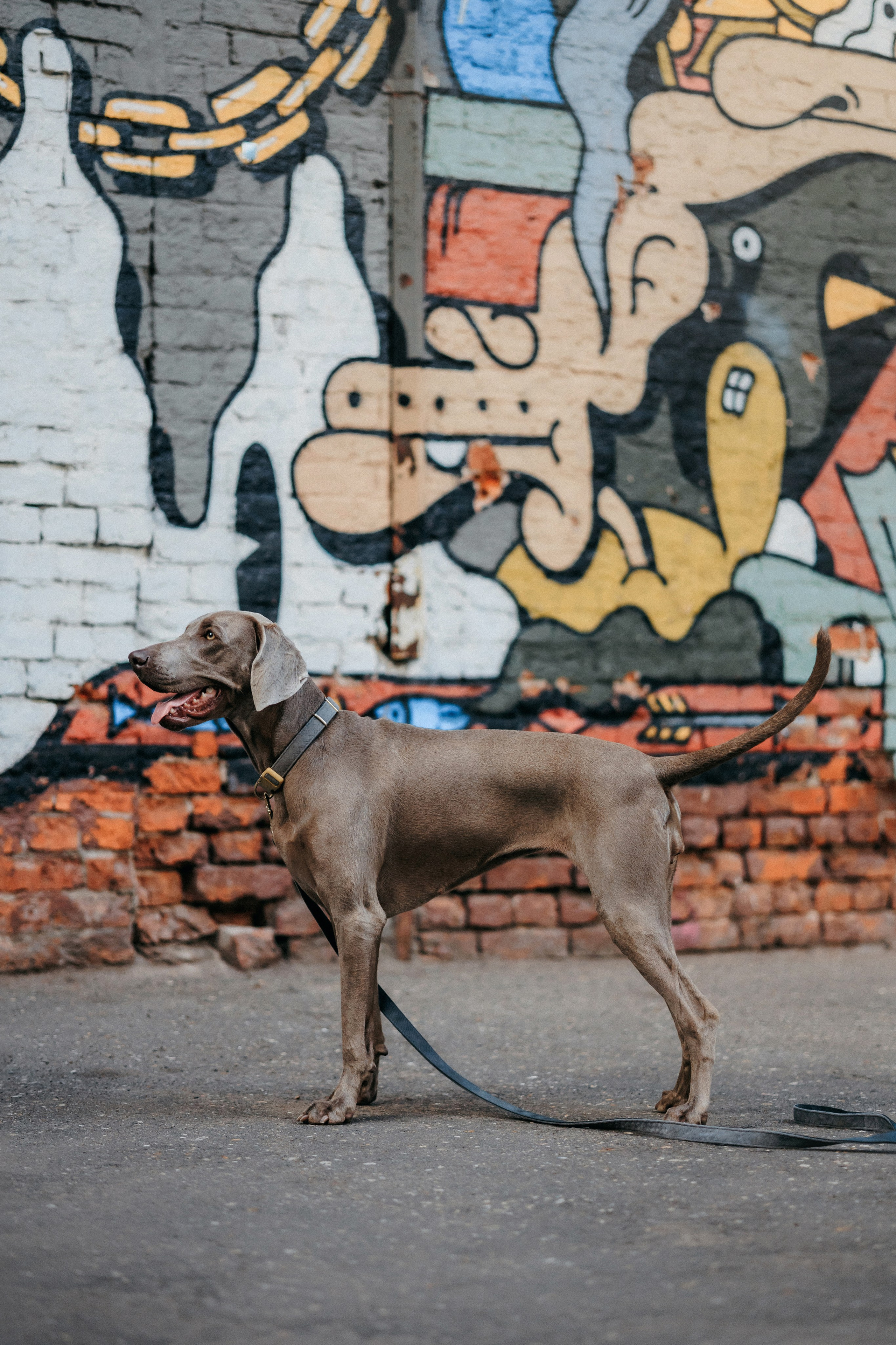 Соня и Майли. Фотограф-анималист Елена Радченко, Москва