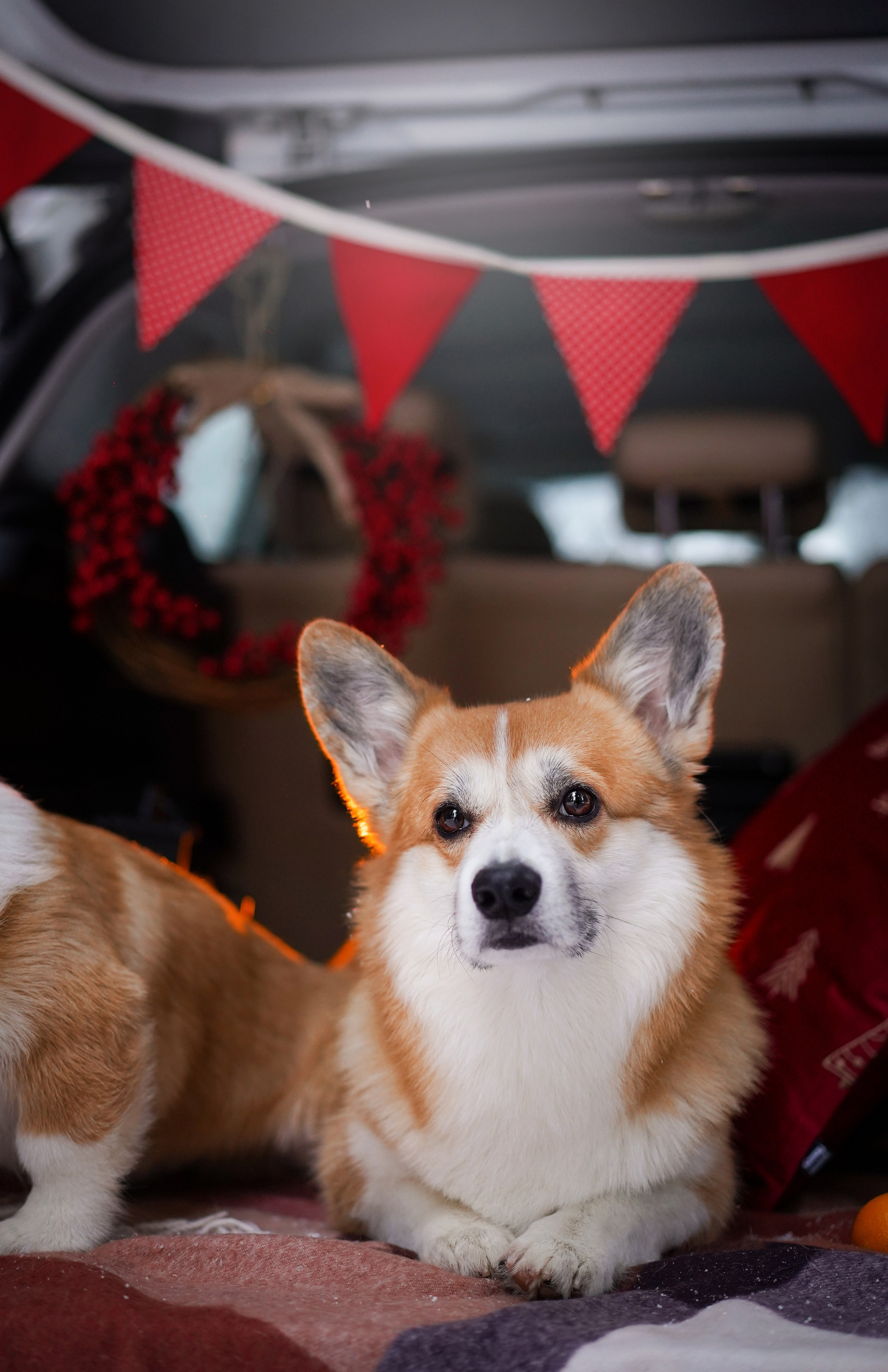 Катя Рокки и Честер. Фотограф-анималист в Санкт-Петербурге Яна Мартынова