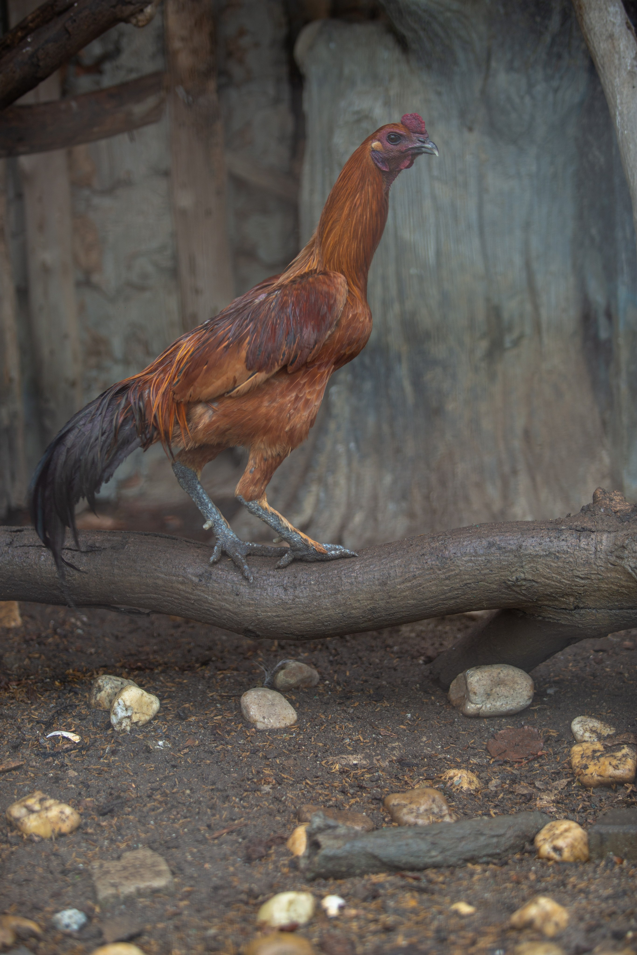 Samut Prakan Crocodile Farm & Zoo. Photographer Sonkina Tatiana (Tanya Ash)