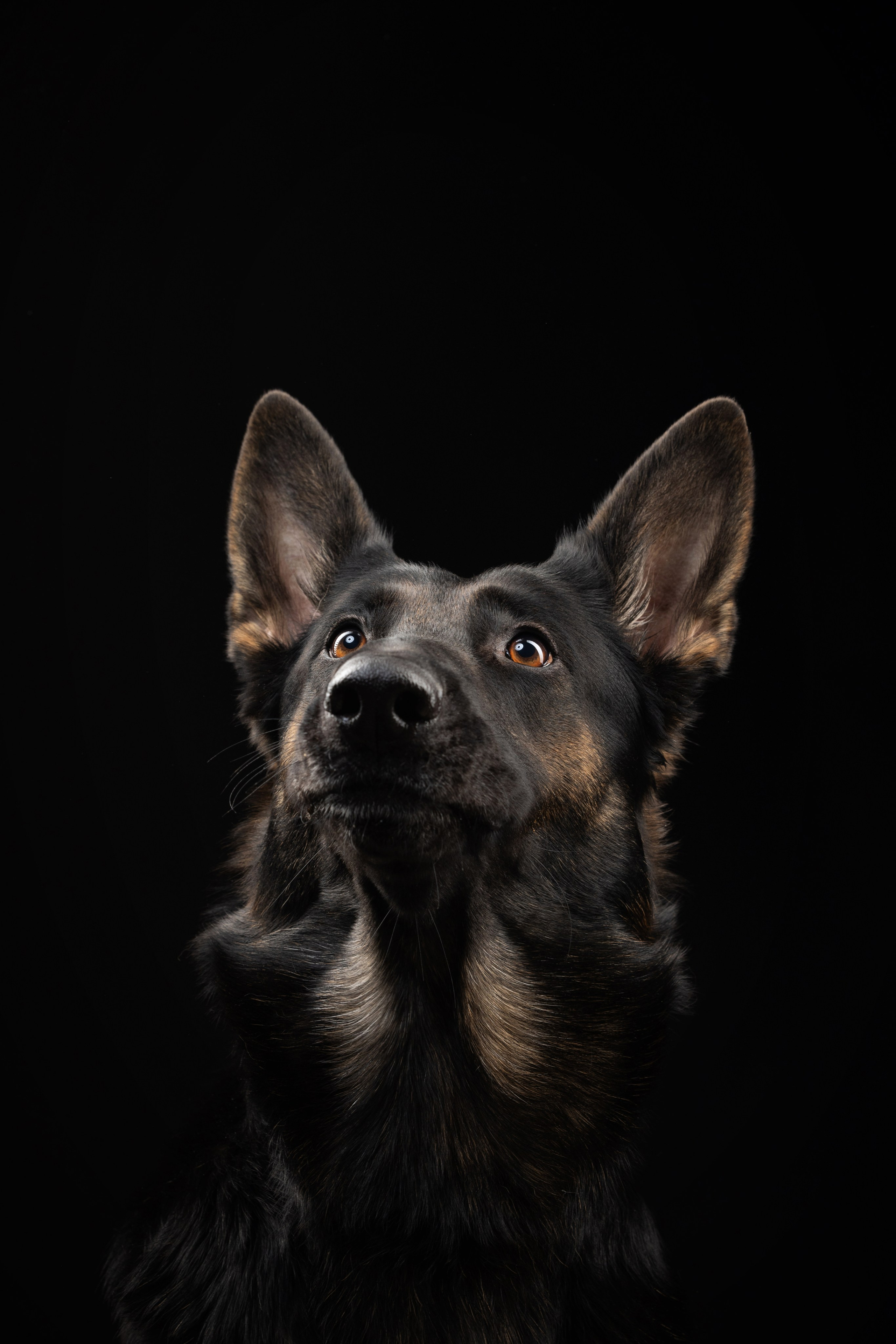 Жара и Делфи. Фотограф анималист Осипчикова Мария