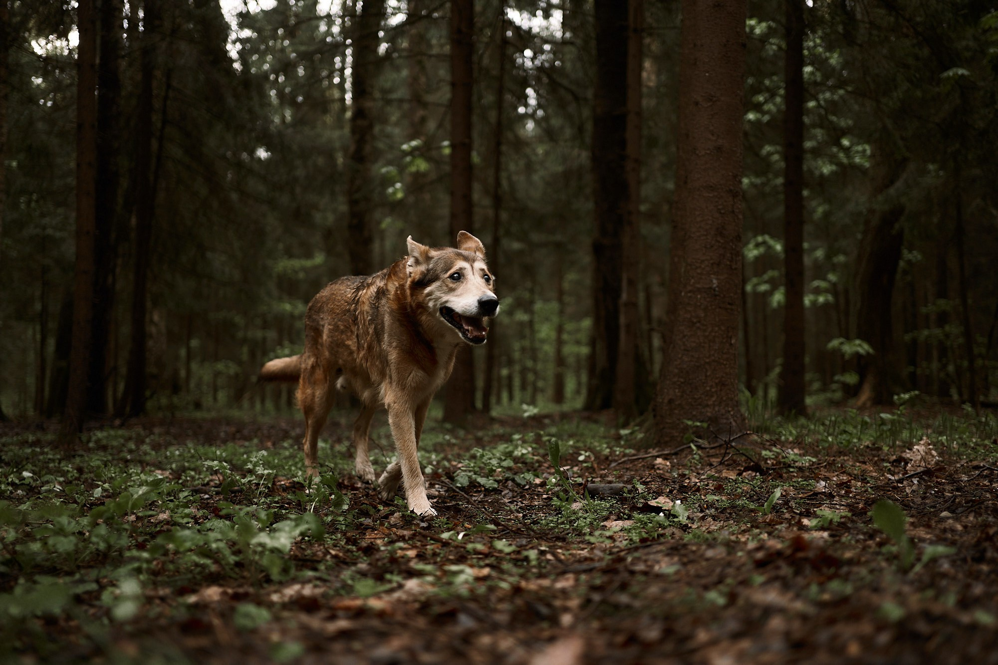 Дима, Рыжий и Воля. Фотограф анималист Москва Дарья