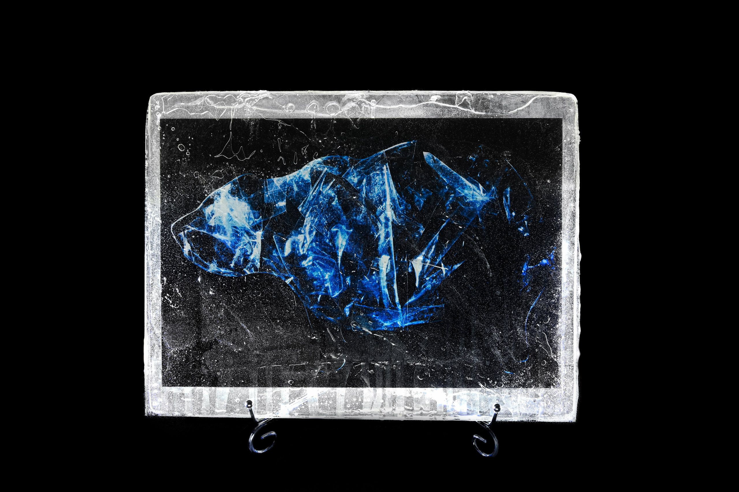 Мексиканский гризли. 2024 год. Размер : 30 см на 40 см. LightJet бумага Pearl, ламинация хол.глянцевая, накатка Dibond, эпоксидная смола. Цена по запросу