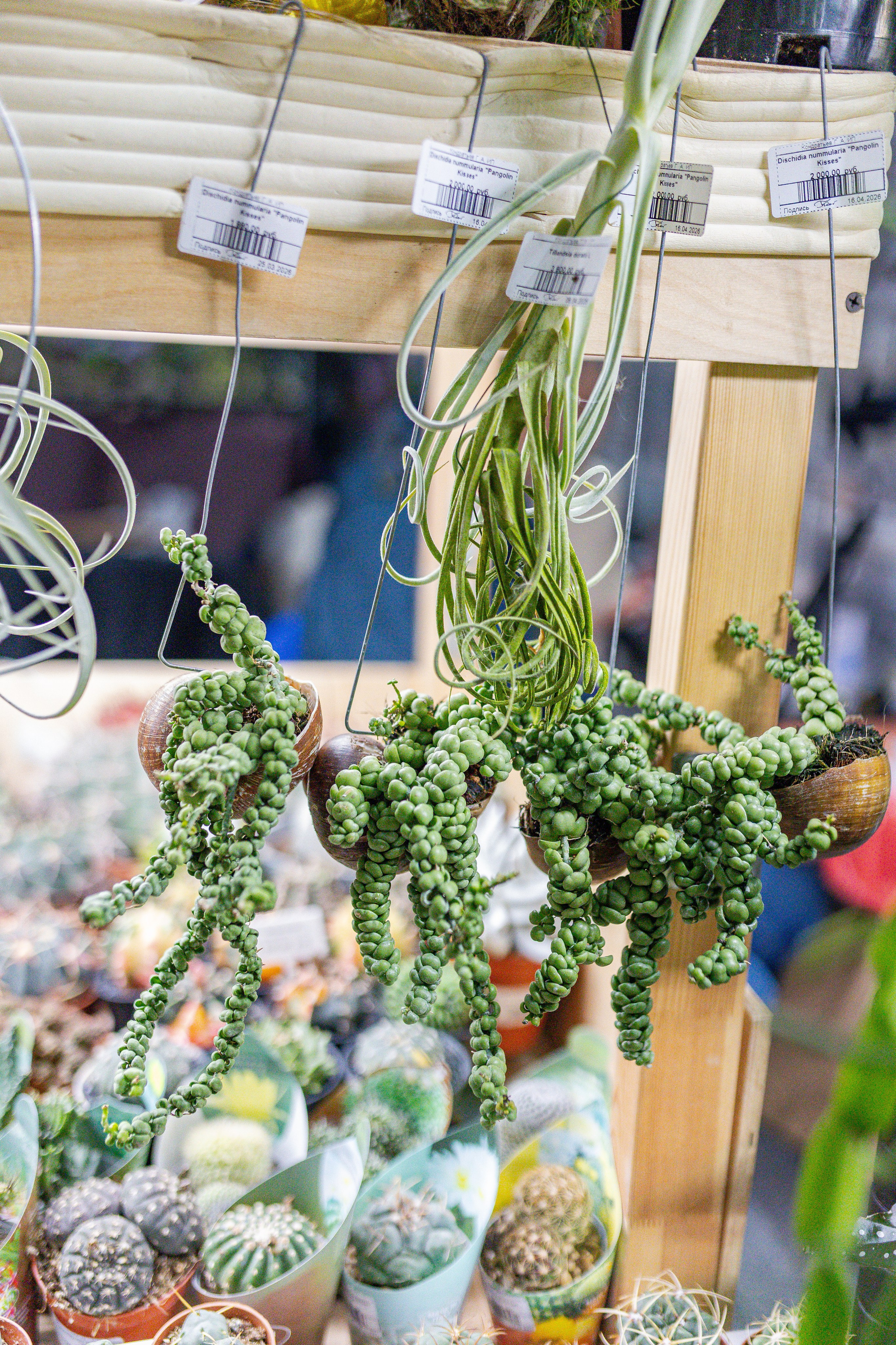 Монстериум апрель 2026. Александра Куликова фотограф, Москва