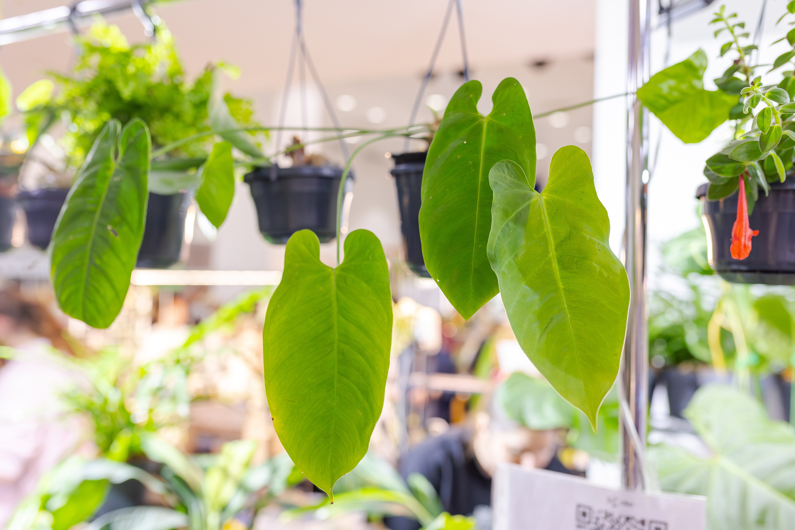 Монстериум апрель 2026. Александра Куликова фотограф, Москва