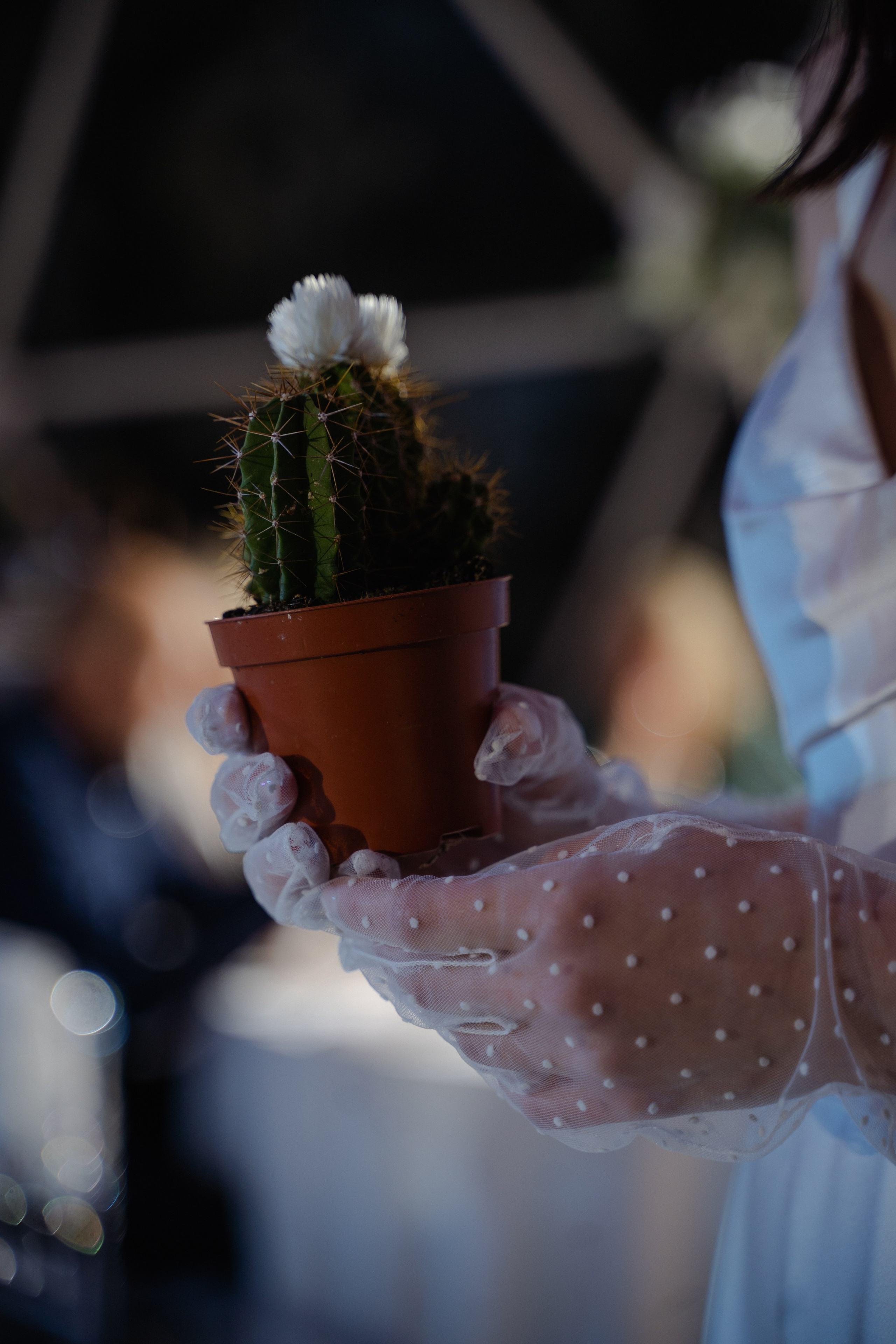 Ксения и Василий. Хвоя. Фотограф Аля Овчарова