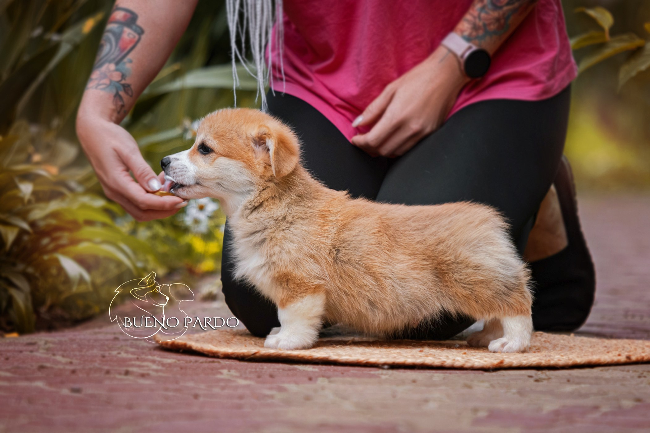 Щенки вельш корги пемброк из питомника. Питомник собак Акита, Хаски, Корги