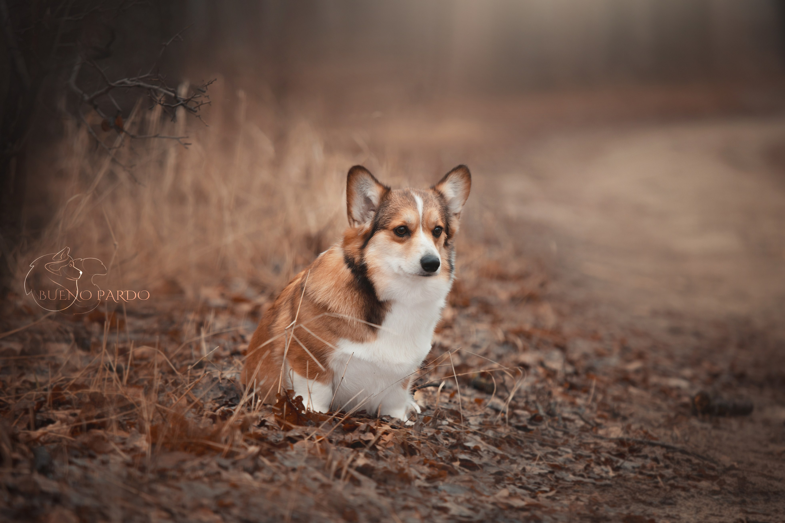Щенки вельш корги пемброк из питомника. Питомник собак Акита, Хаски, Корги
