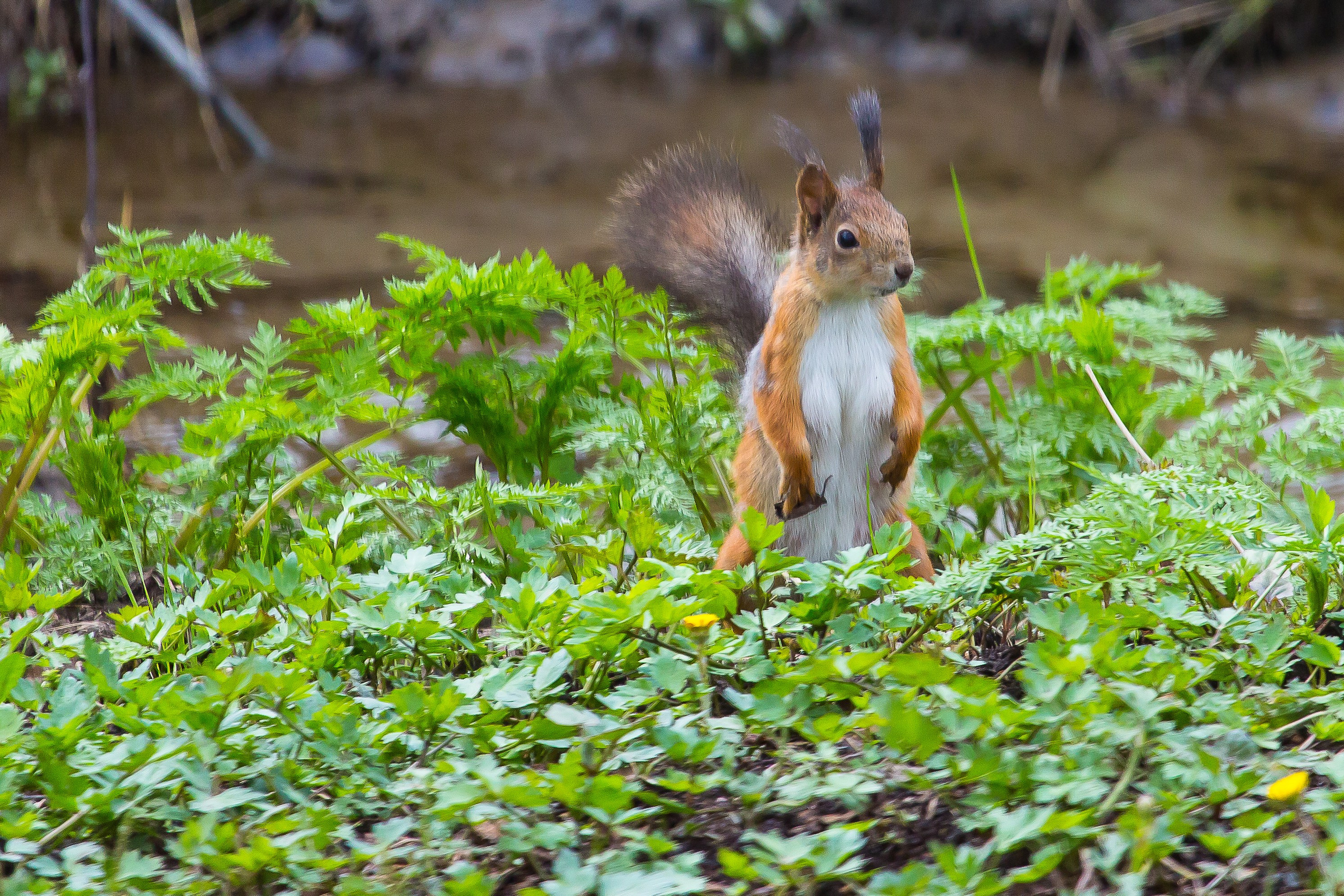 Мир растений. Пейзажи Крайнего Севера. Баренцево море, Рыбачий, Средний, Немецкий