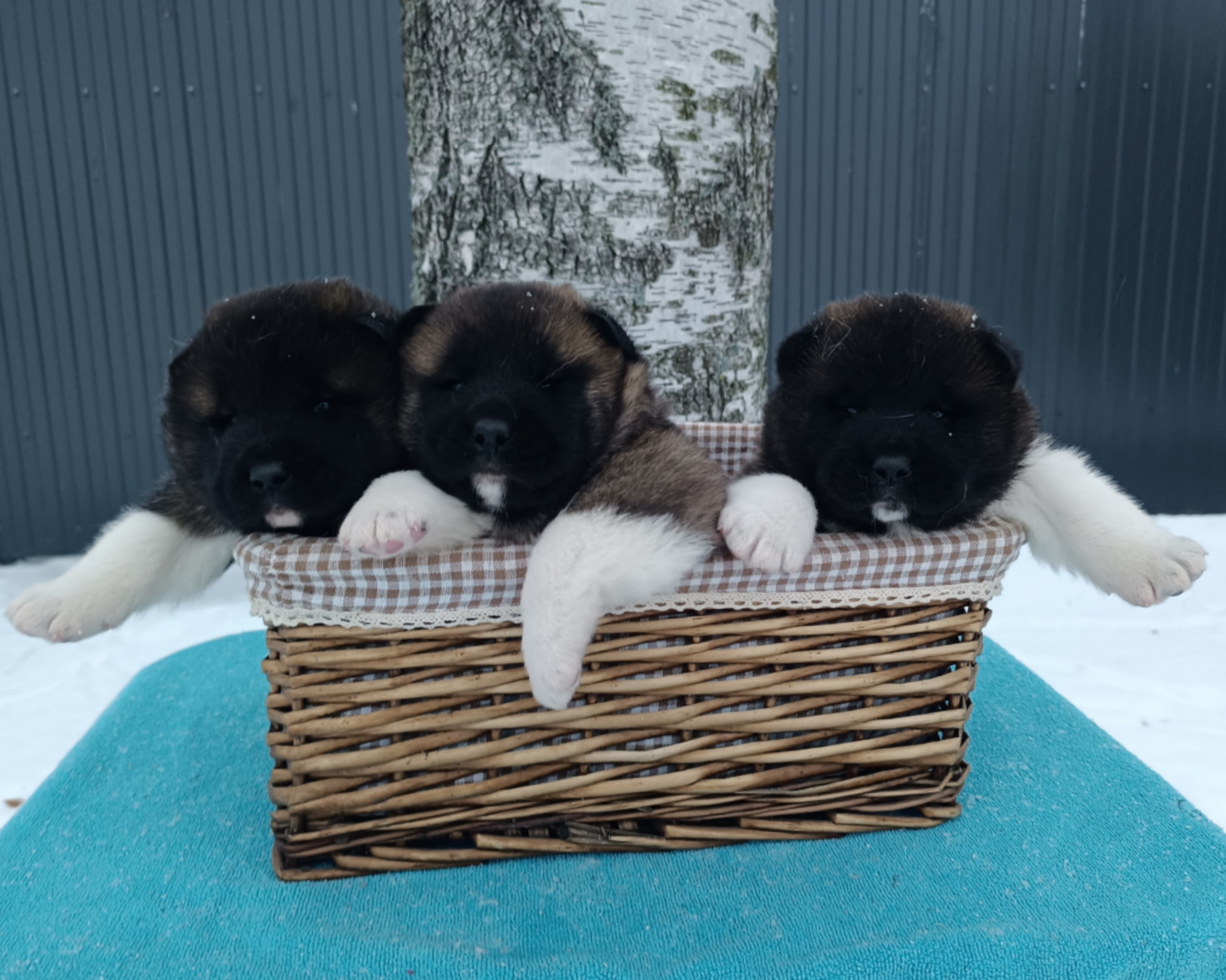 Американская акита  щенки питомник Санкт-Петербург клубные щенки Американская акита питомник RUBYLIGHT Рубилайт купить щенка американской акиты