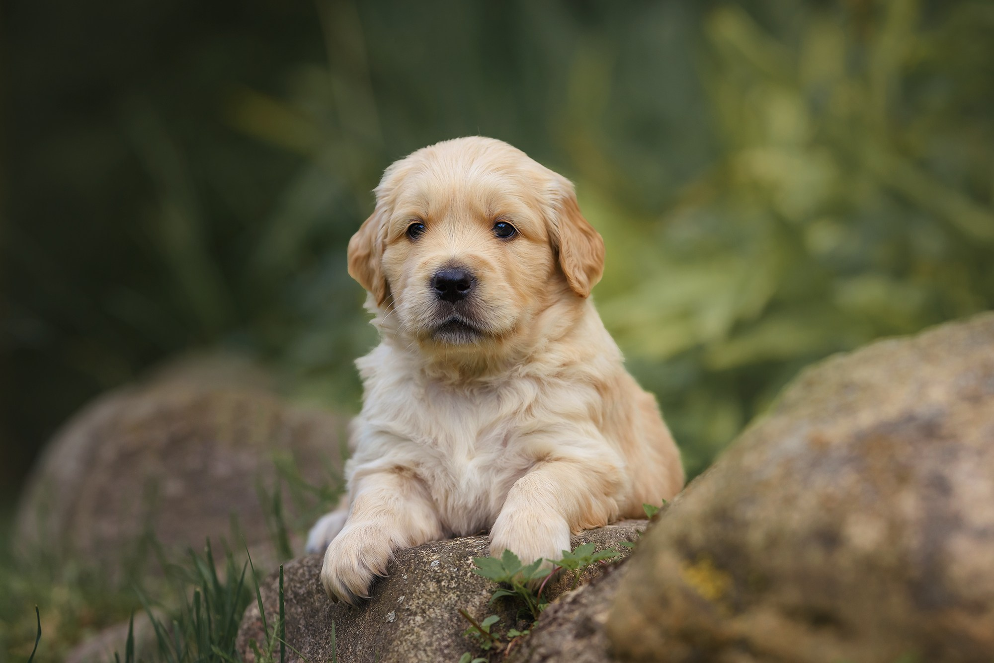 Животные. Семейный фотограф в Минске Виктория Дубровская