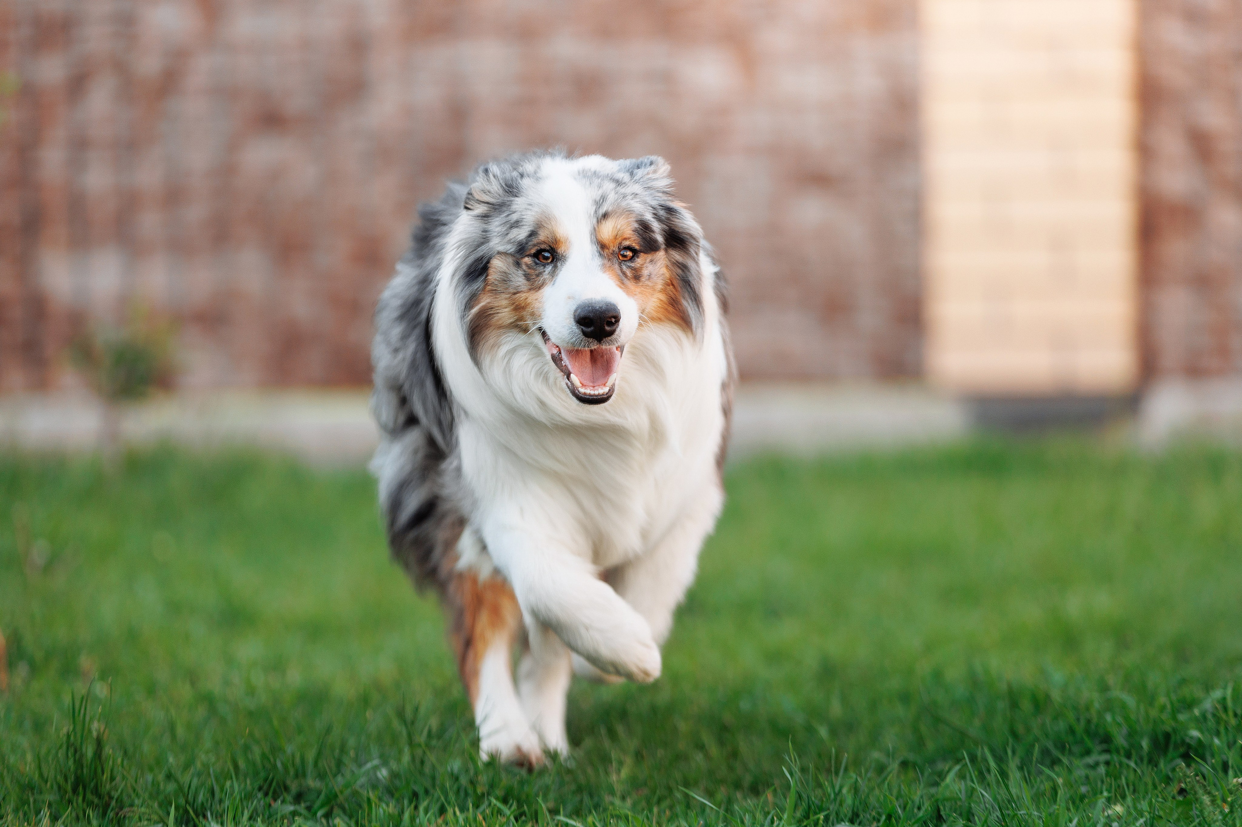 Пушистое. О нас