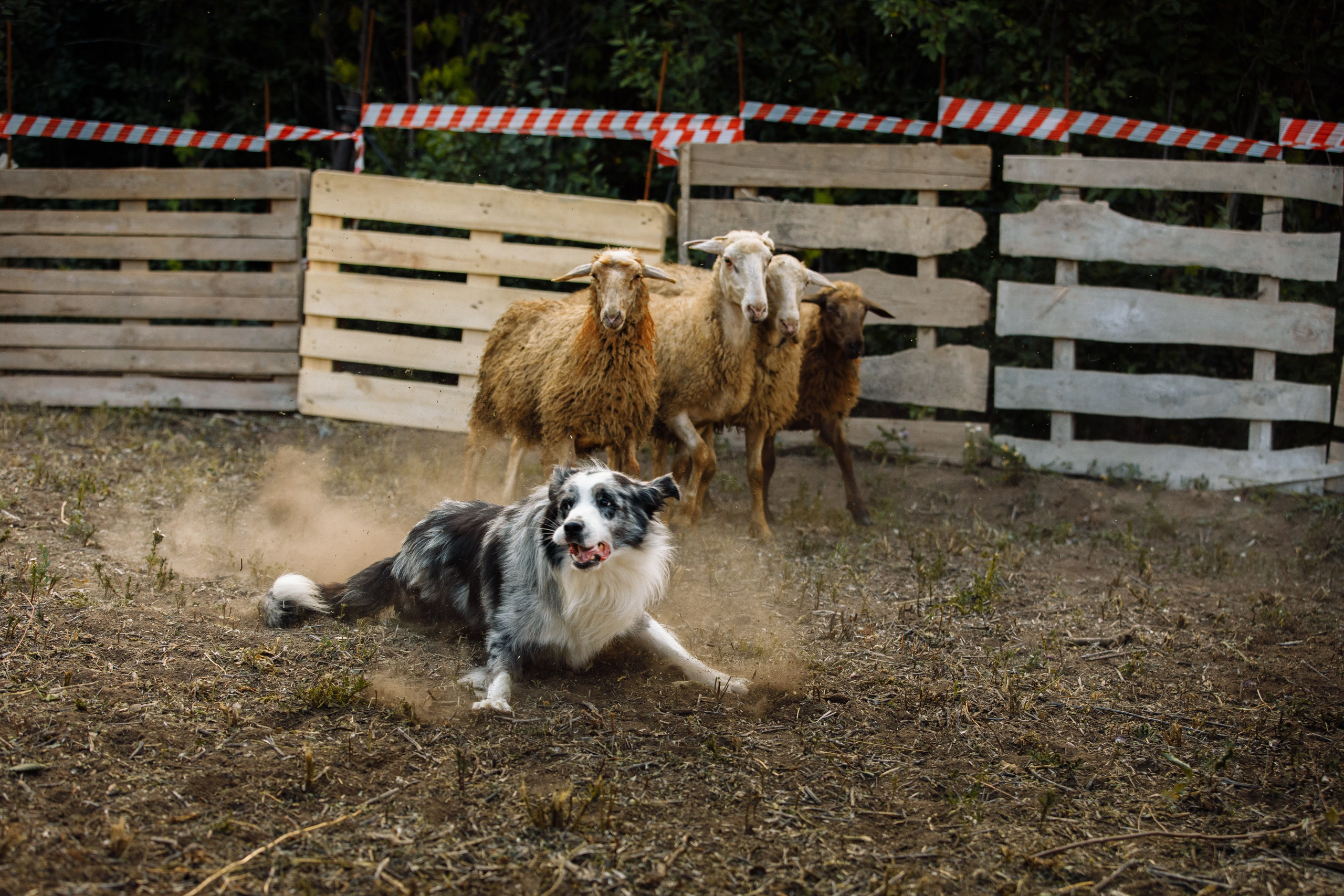 Овечий день. О нас