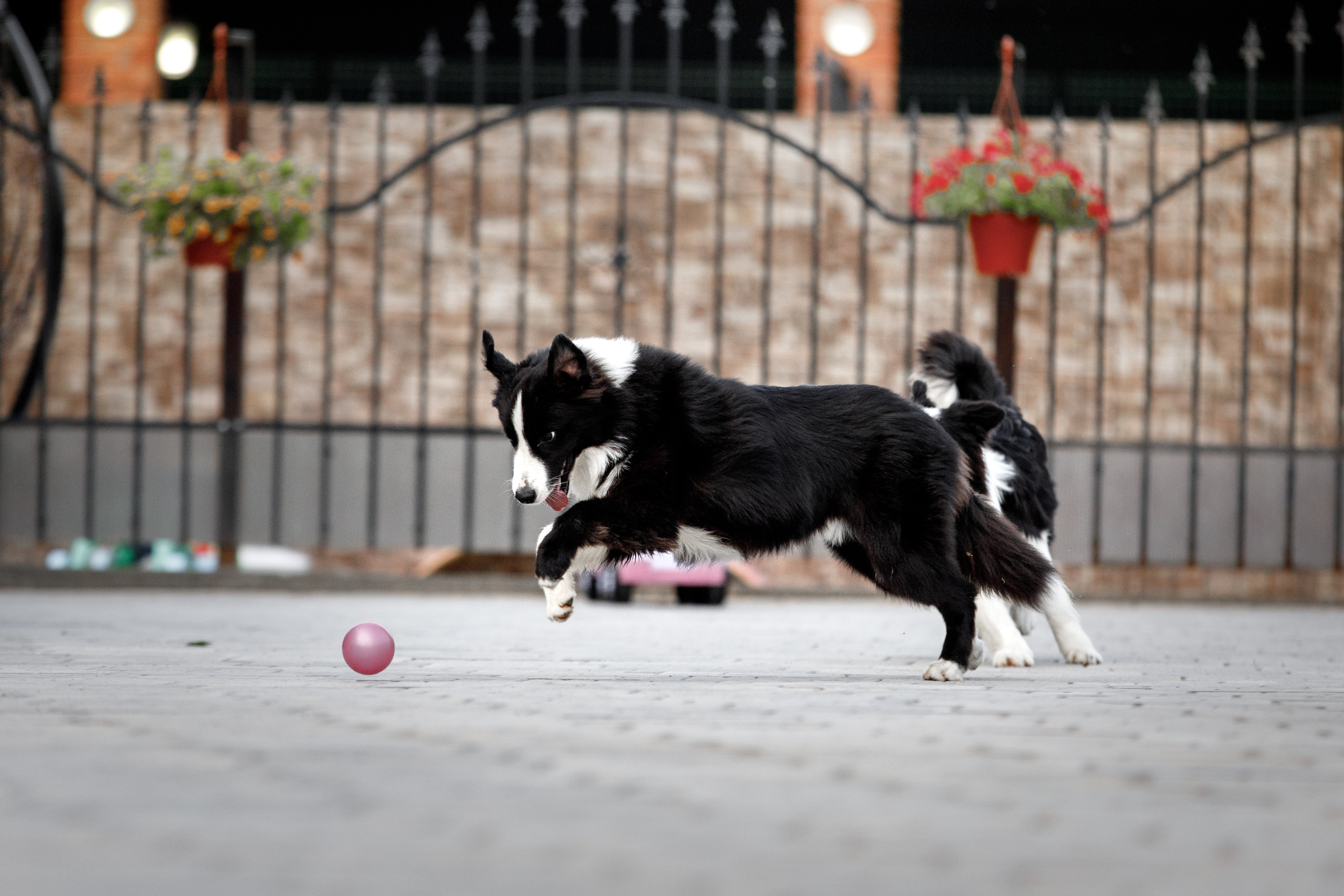 Болтовня в саду. О нас