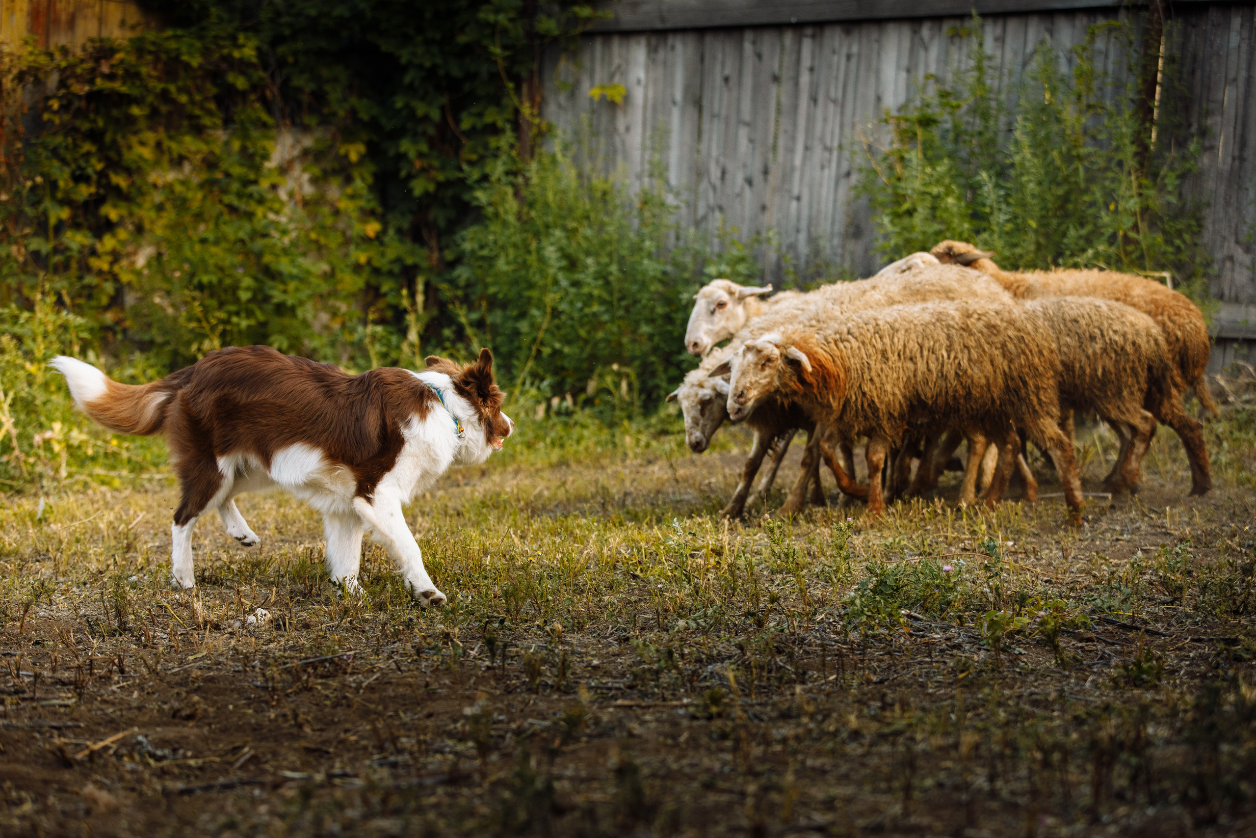 Овечий день. О нас