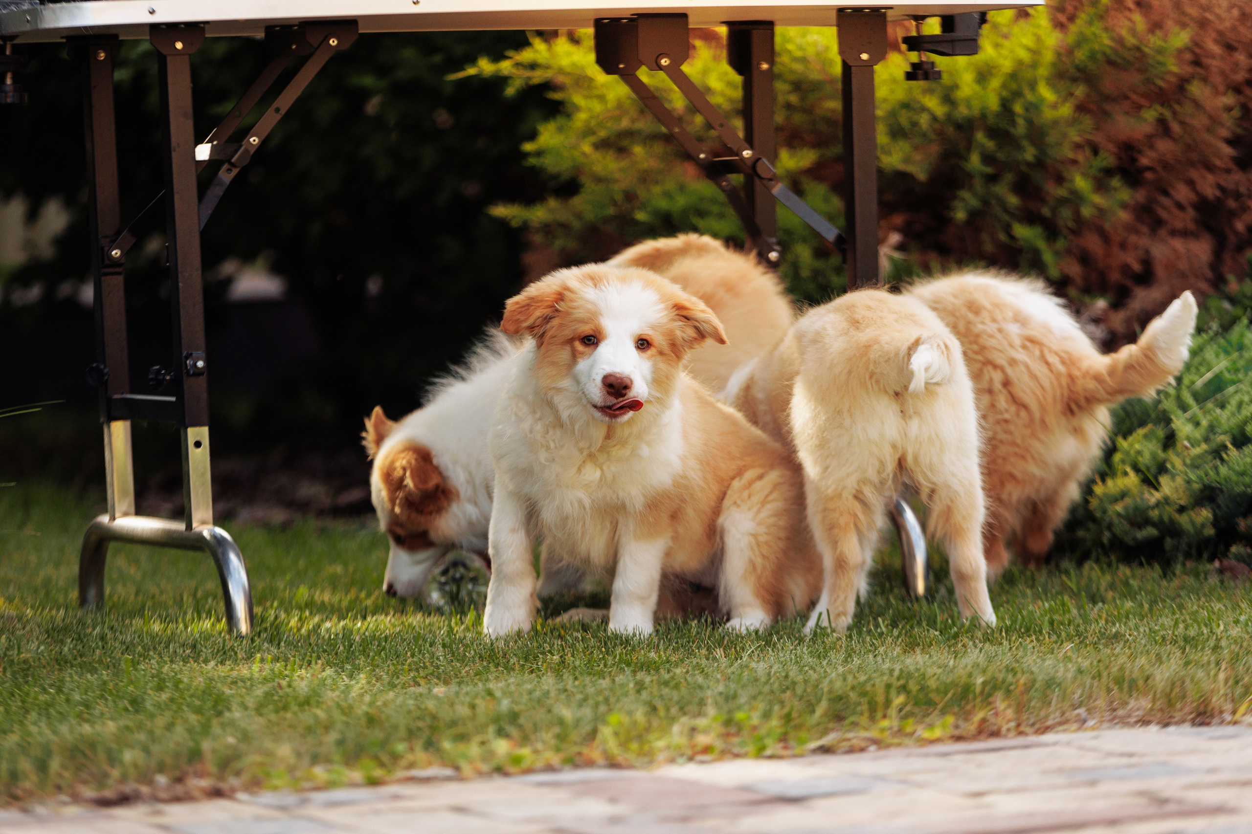 СОлнечные. О нас