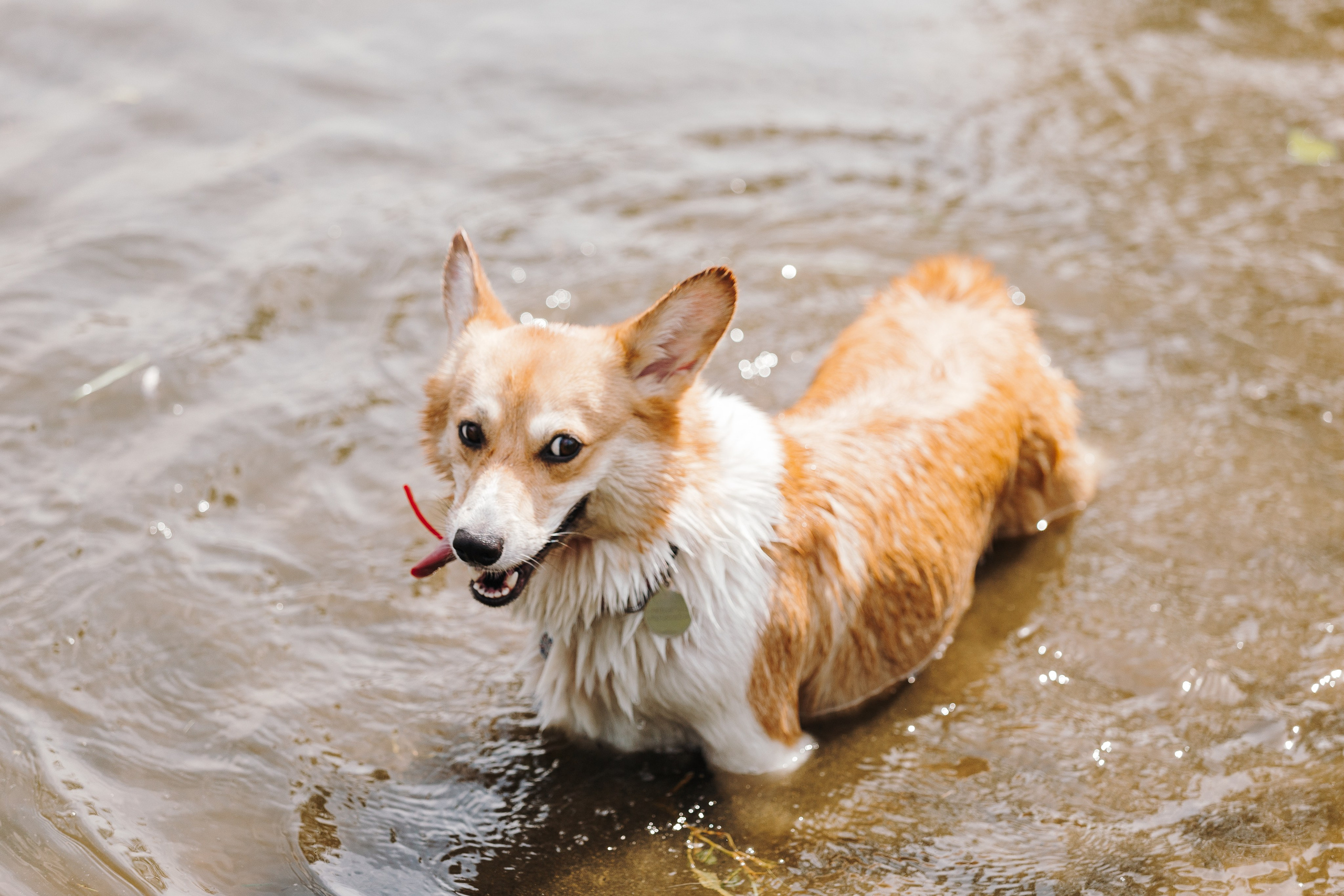 Petshop Sup day. Фотограф анималист Кристина Карпова, Москва