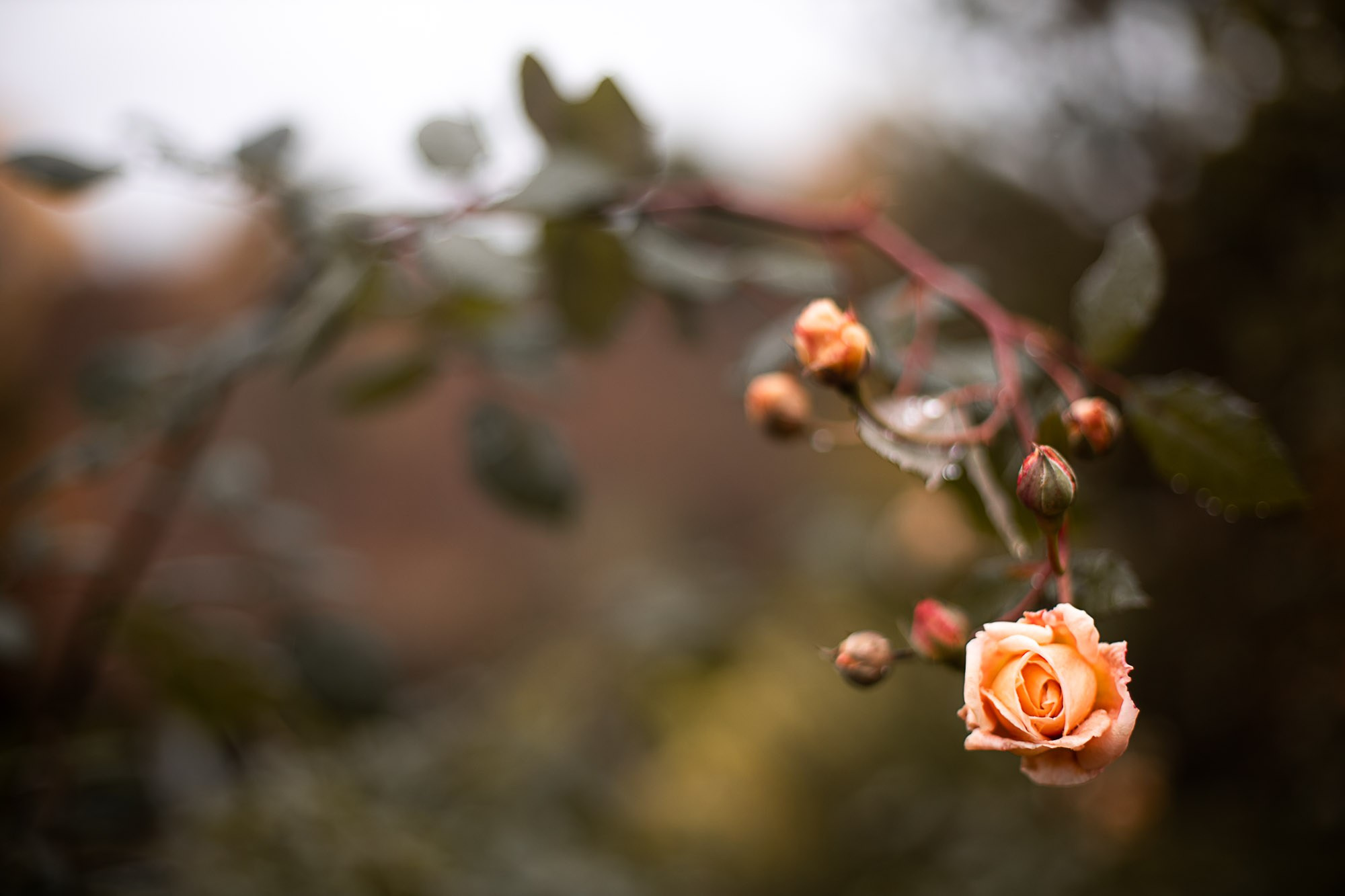 Евгения. SaGaFOTO.ru