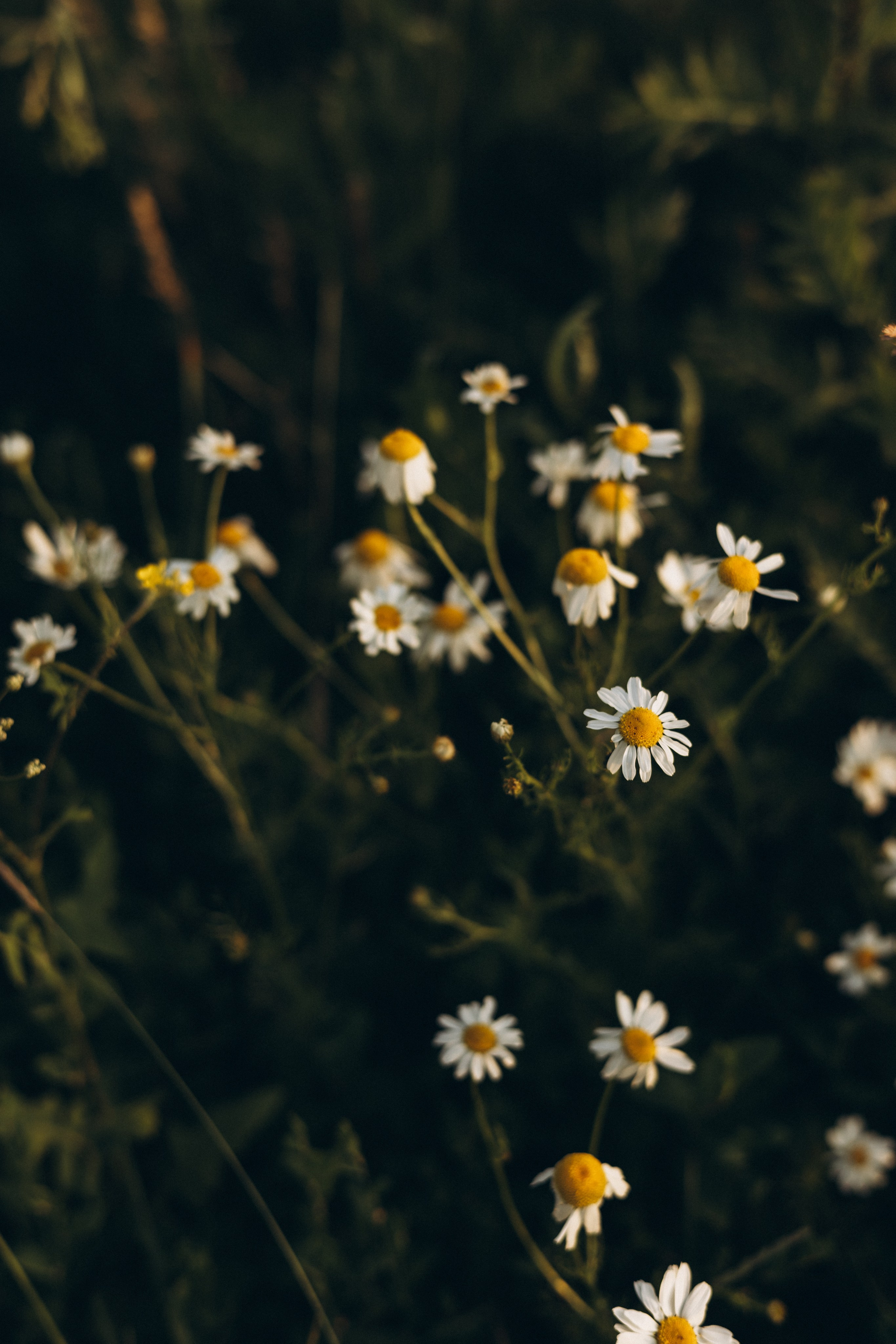 Моя семья. Фотограф в Екатеринбурге Селиверстова Екатерина