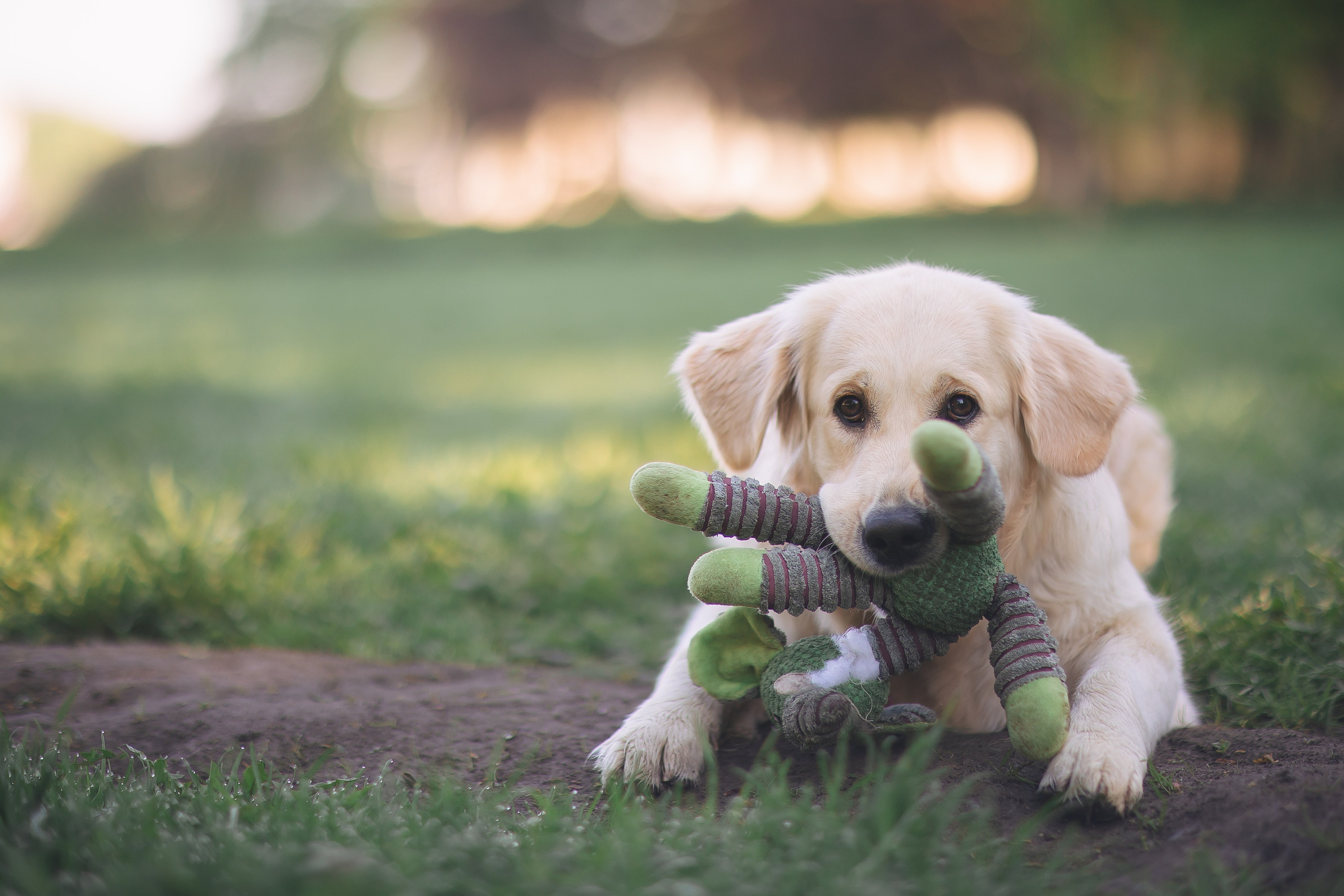 Золотистый ретривер Мона, Питер. Свадебный и женский фотограф