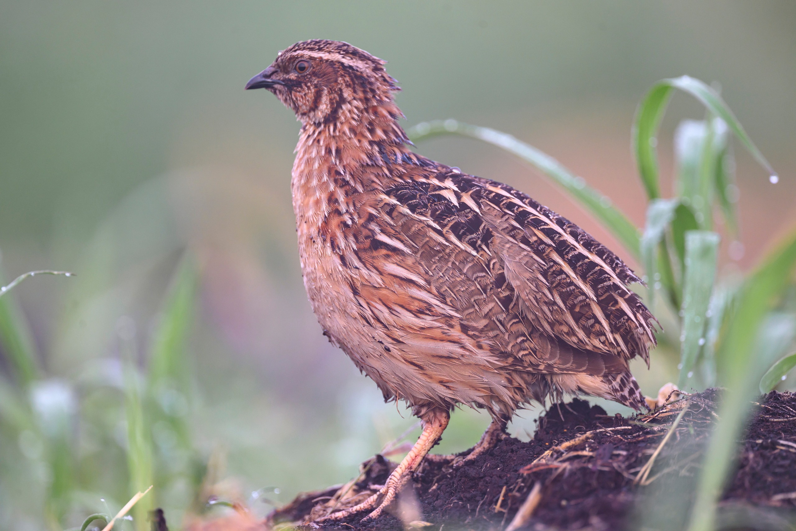 Перепела в тумане. Wildlife photography by Sergey Puponin