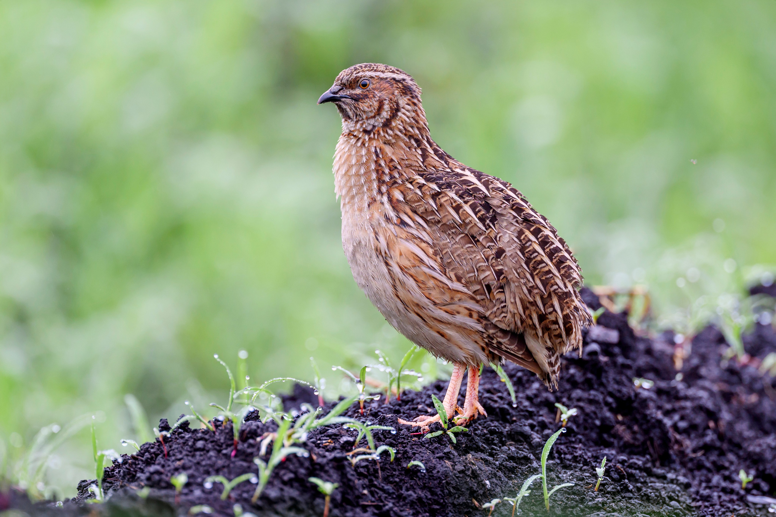 Перепела VII. Фотограф Сергей Пупонин