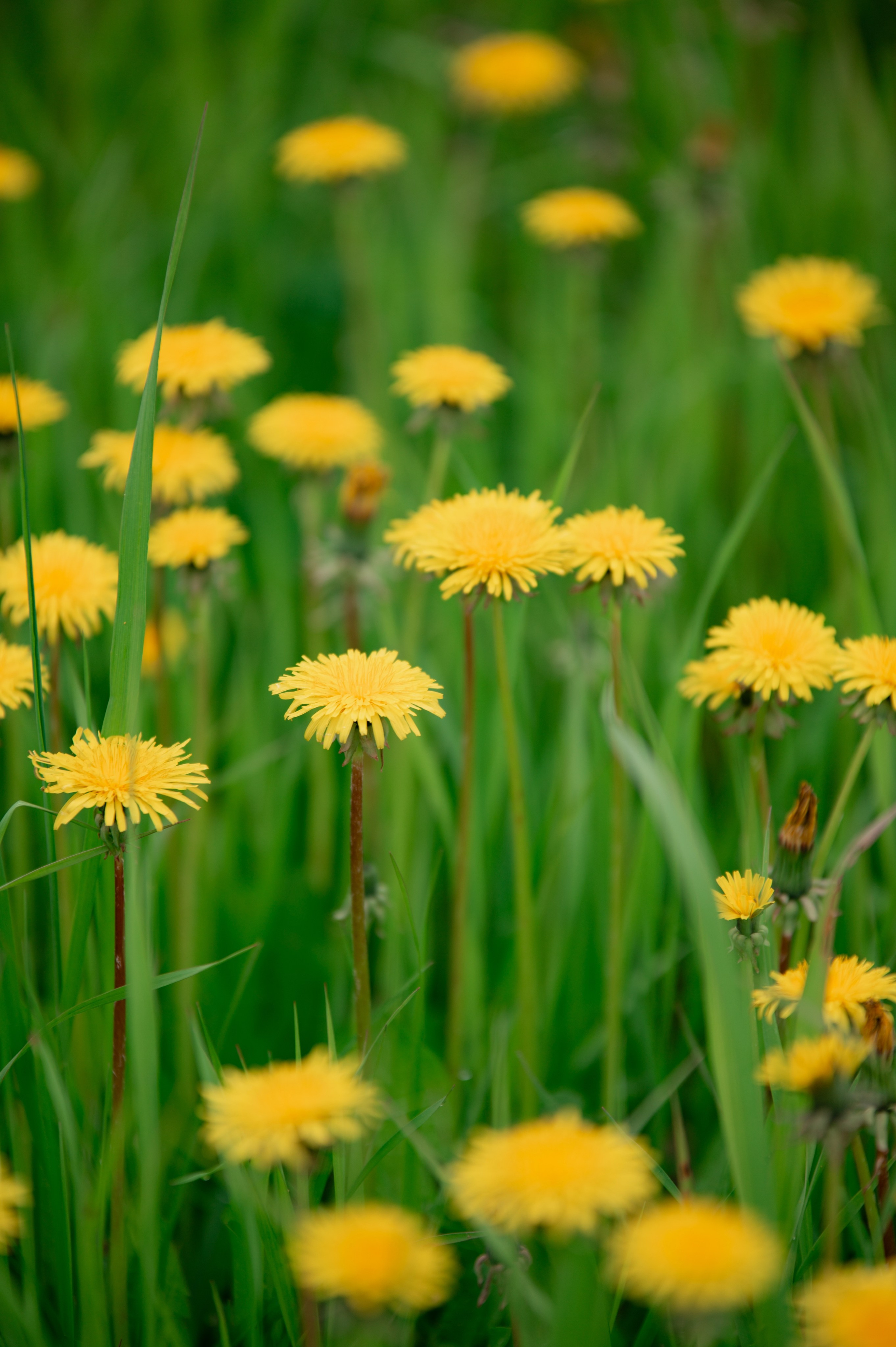 Семейная. Профессиональный фотограф и видеограф в Сортавала Ася Легконогова