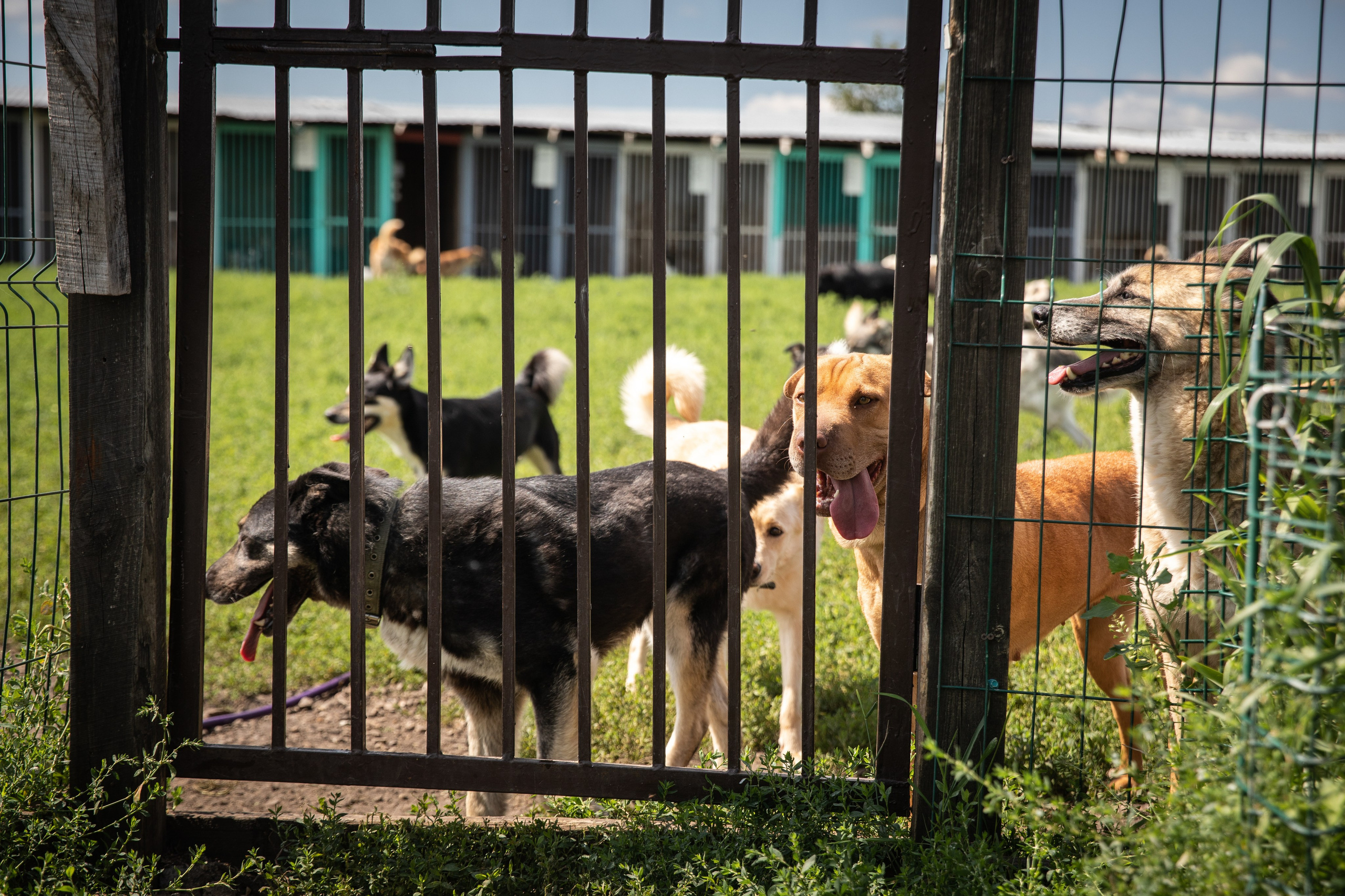 Приют — Наш дом. Репортажный и свадебный фотограф в Челябинске Елисеев Павел