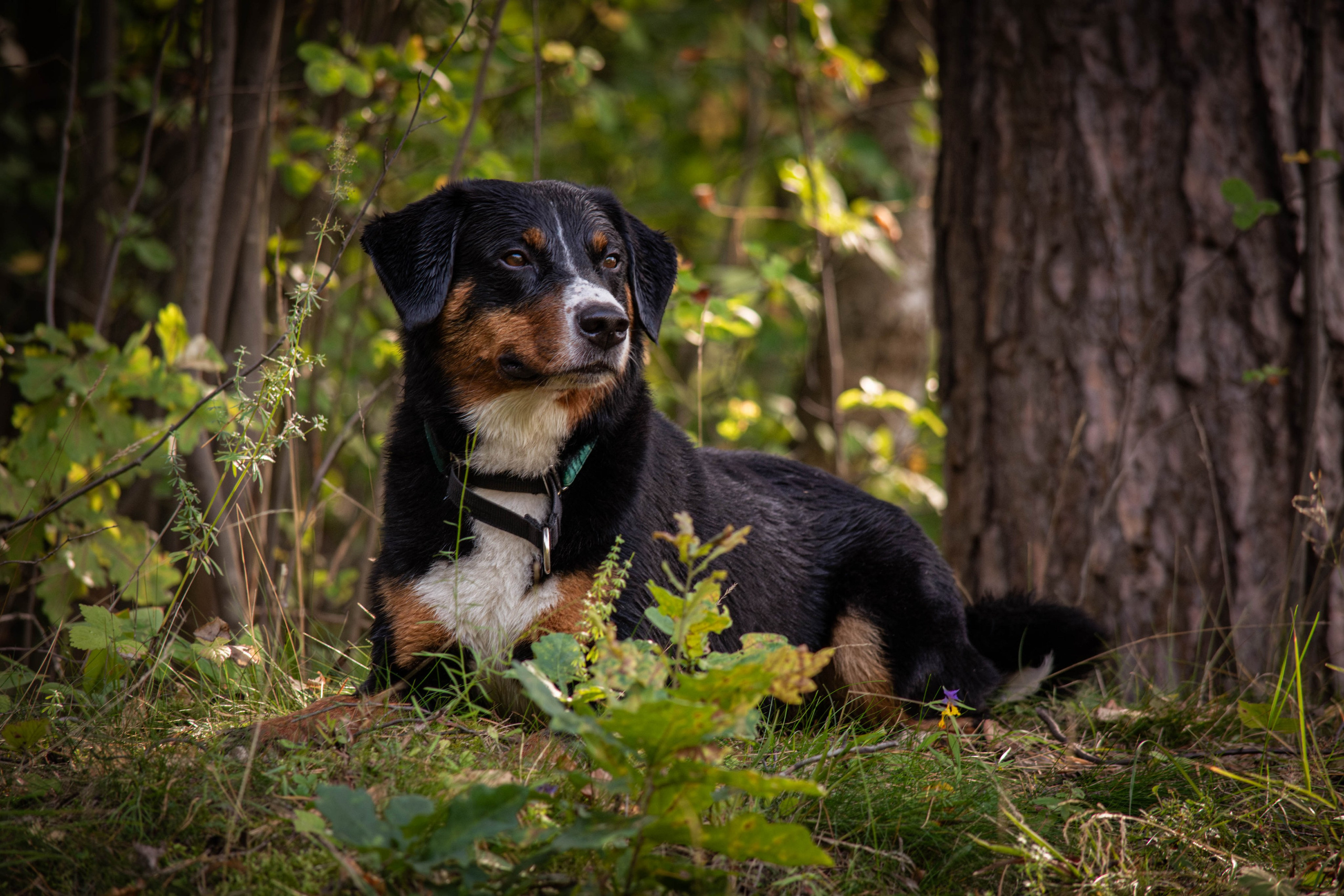 Микки и Юля. Фотограф Светлана Блинова, Москва и Московская область