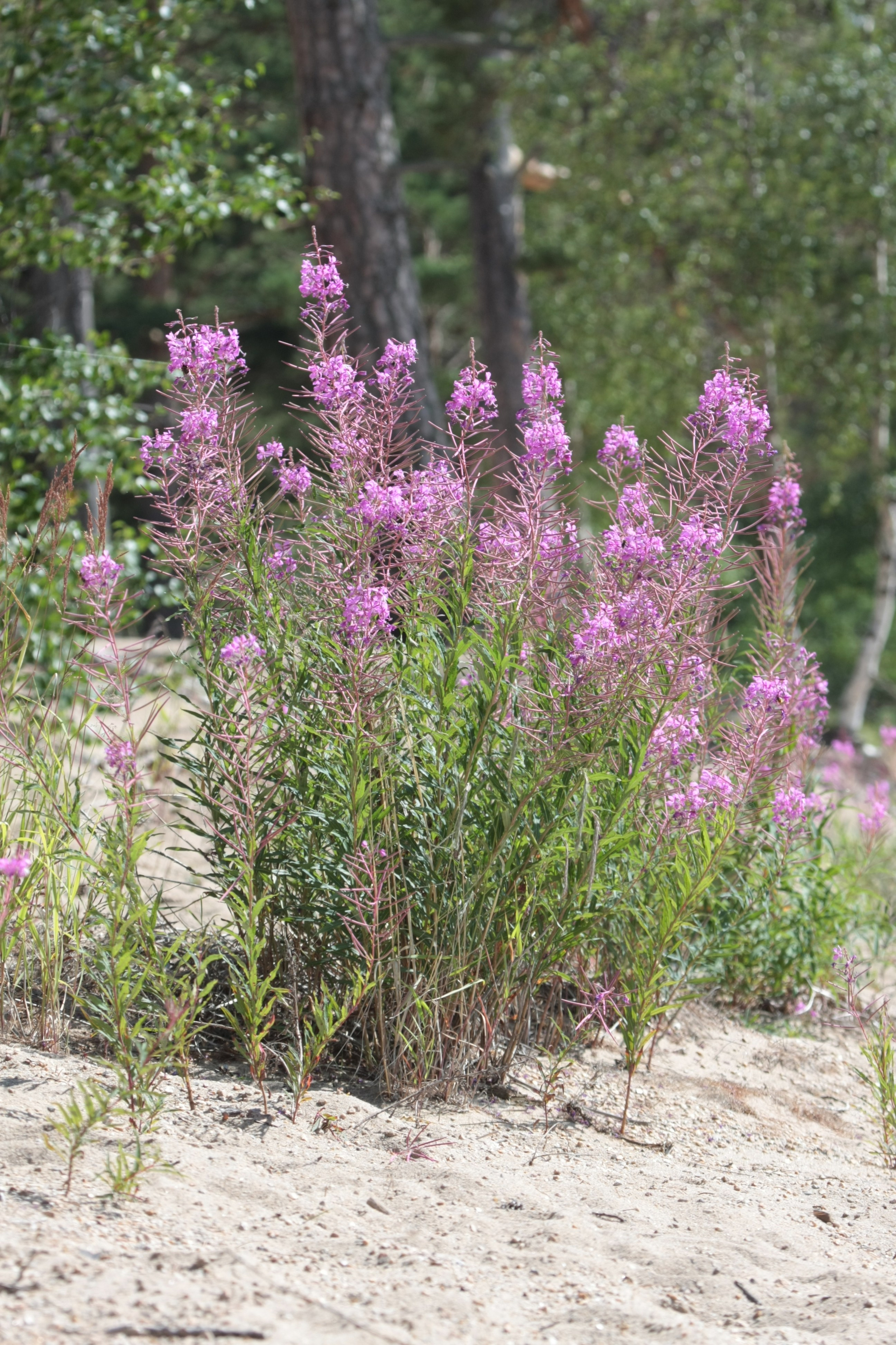 Фото Природы Забайкалья. Студия Максима Белослюдцева