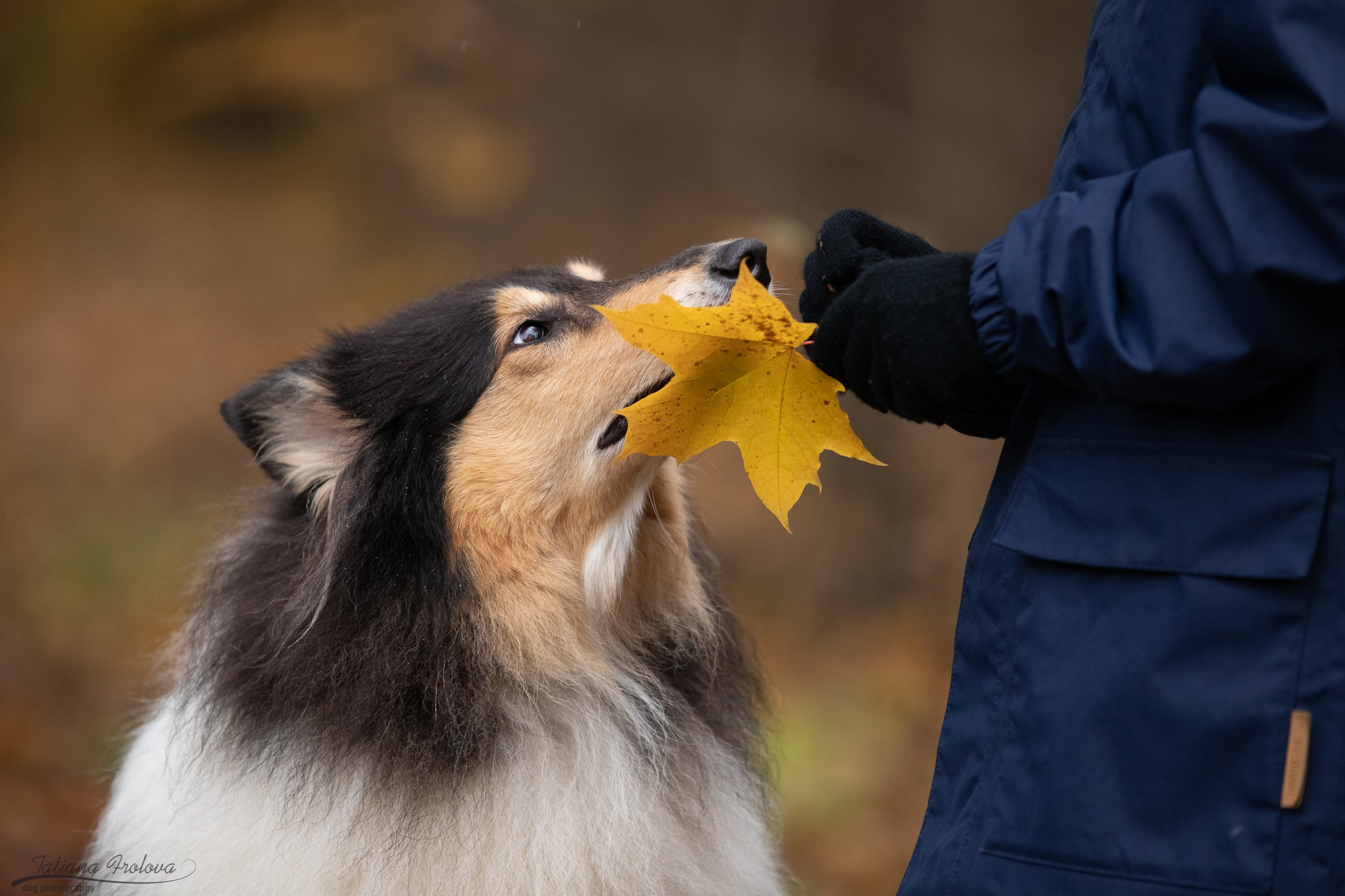 Осенняя фотосессия с собакой в г. Мытищи. Фотограф-анималист в Москве и Московской области Татьяна Фролова