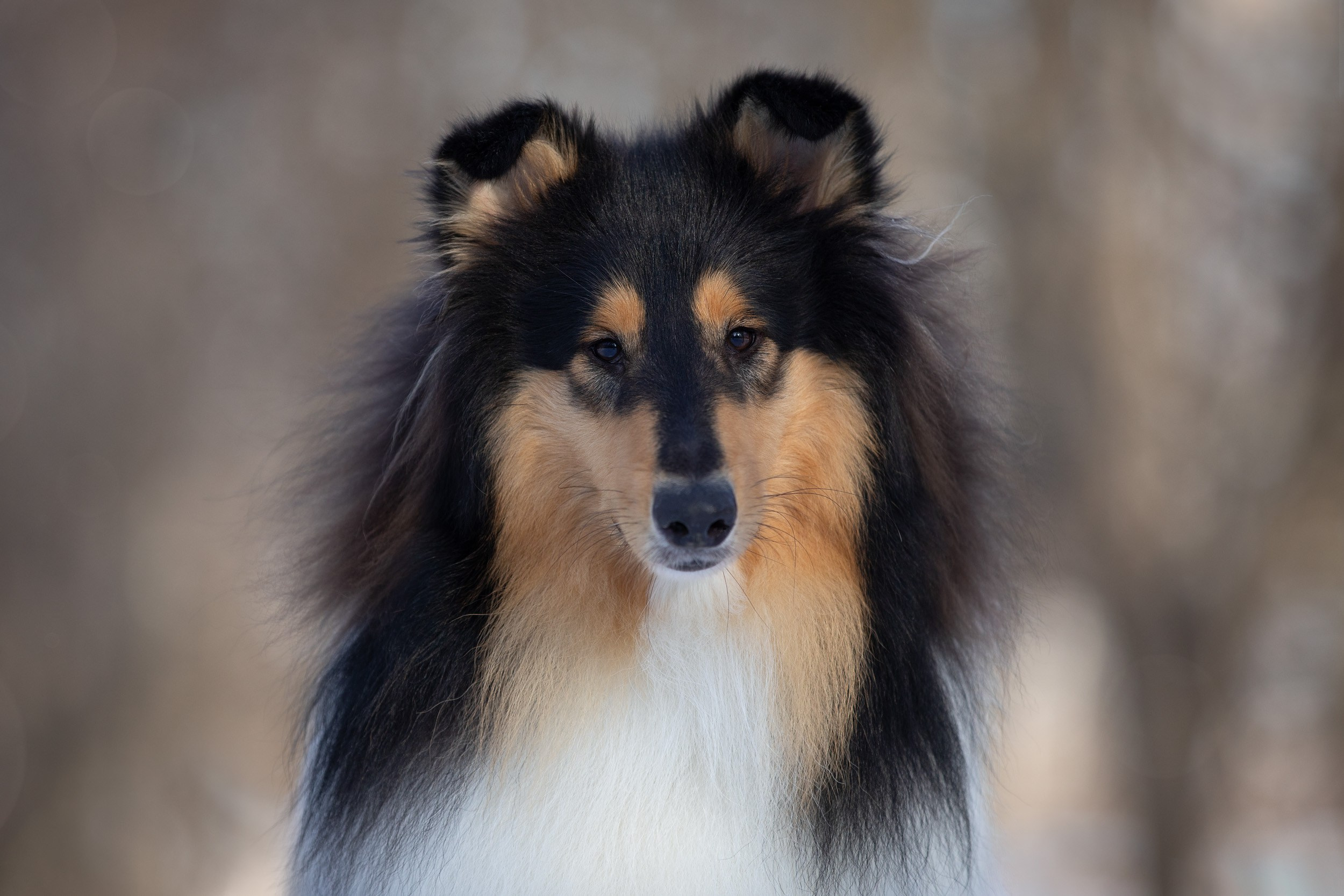 Фотопрогулка с собаками в Царицыно. Фотограф-анималист в Москве и Московской области Татьяна Фролова