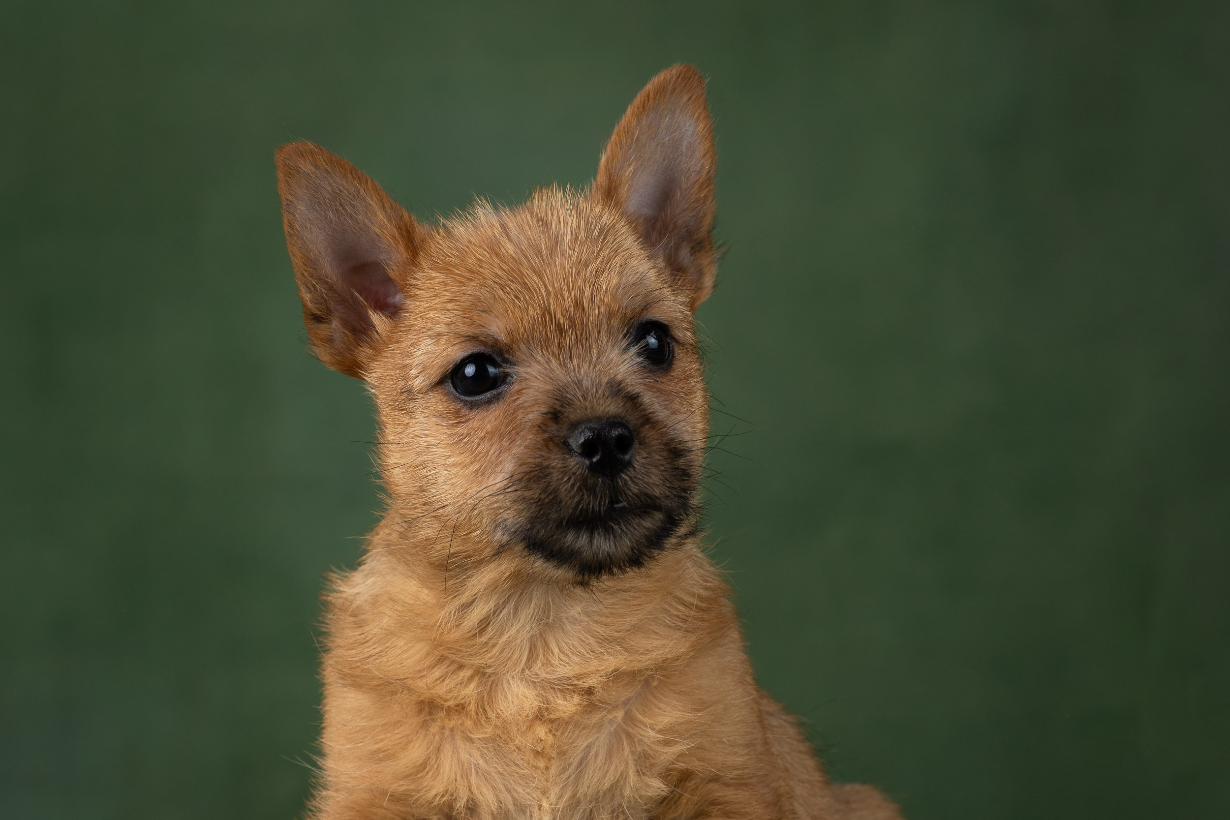 Фотосъемка щенков норвич-терьера в питомнике Москва и область. Фотограф-анималист в Москве и Московской области Татьяна Фролова