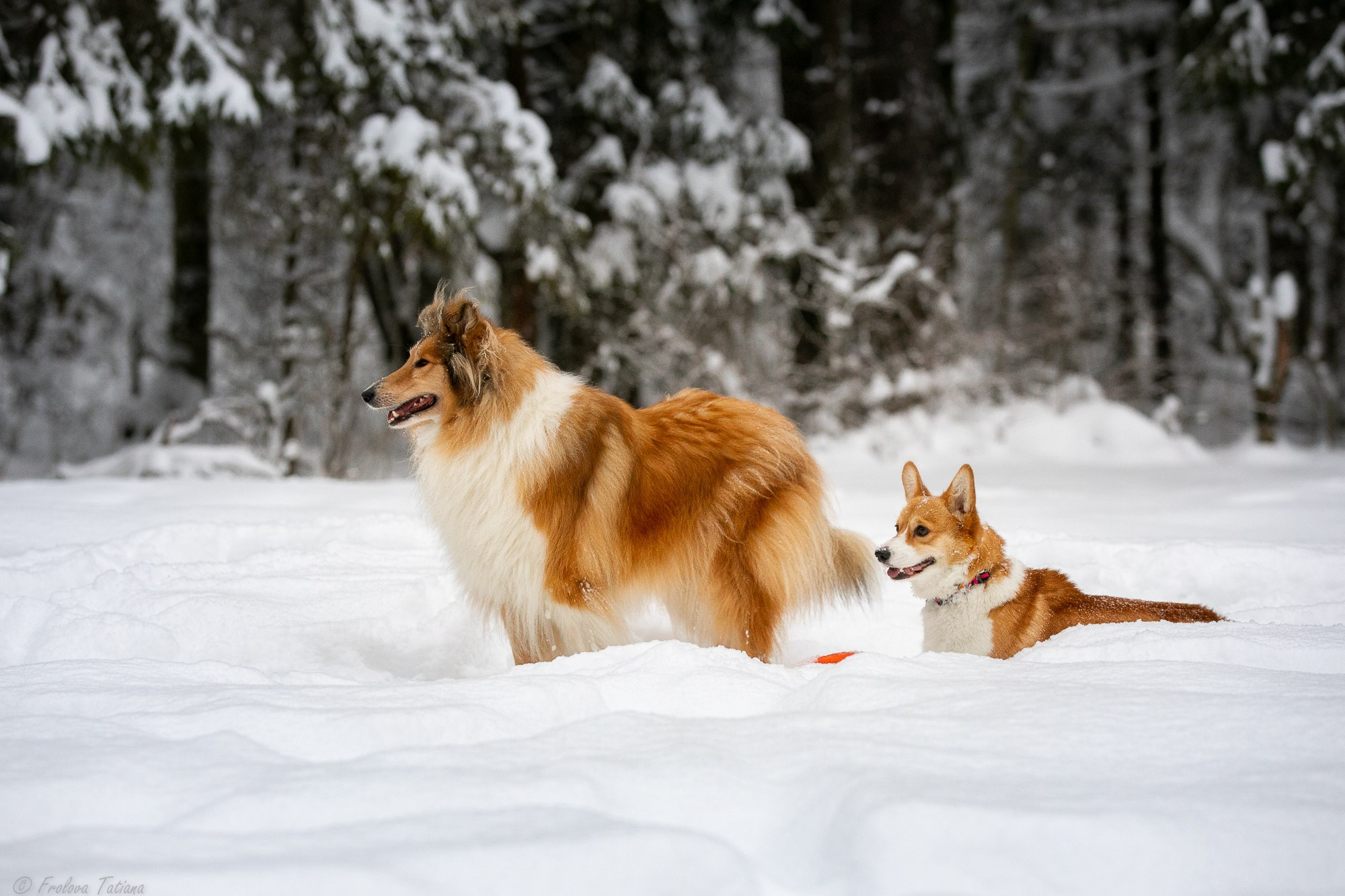 Фотосет с животными на природе. Фотограф-анималист в Москве и Московской области Татьяна Фролова