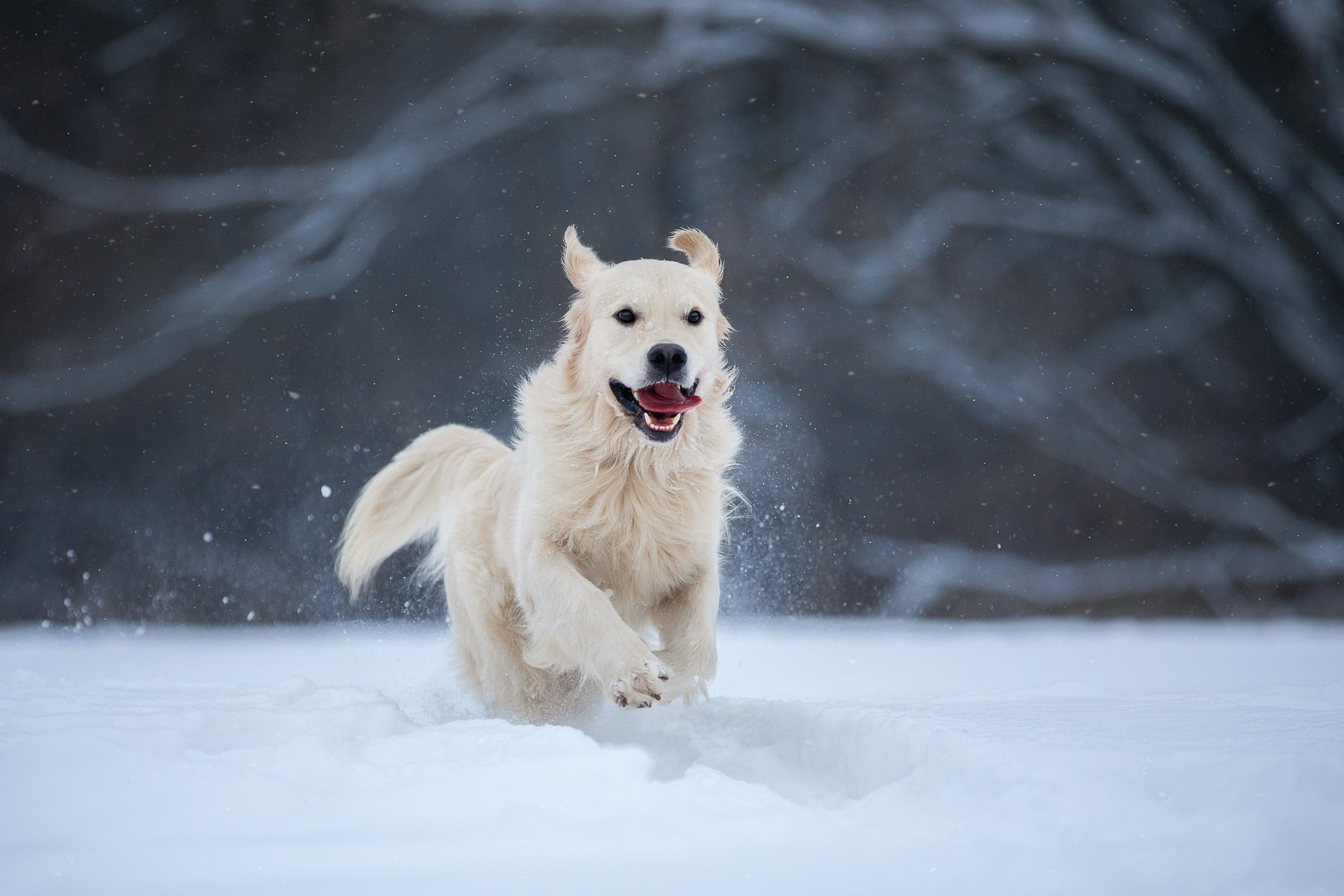 Фотосессия хозяина и ретривера. Фотограф-анималист в Москве и Московской области Татьяна Фролова