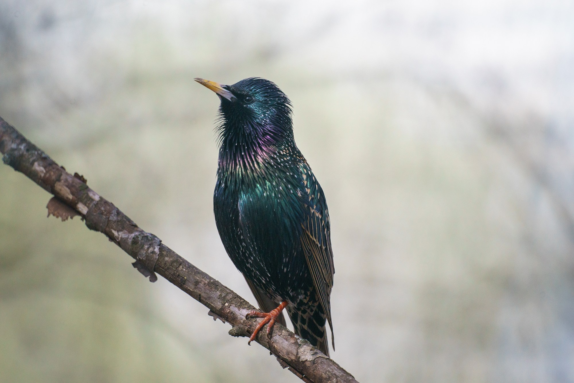 Удивительные мир птиц. Вокруг нас столько прекрасного — присмотритесь!. Ваш личный фотограф Марина Волкова