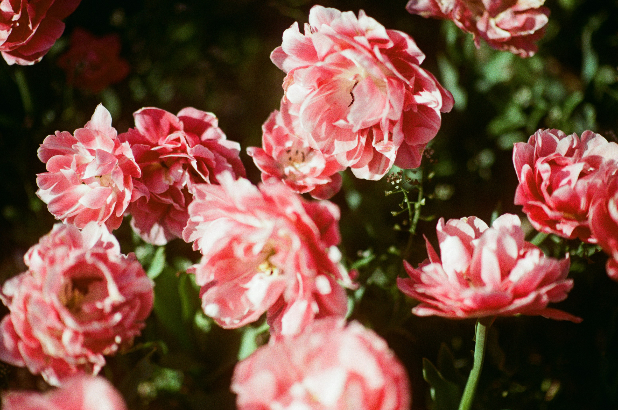 Sakura blues // ukraine, crimea V. EVER EXPOSED
