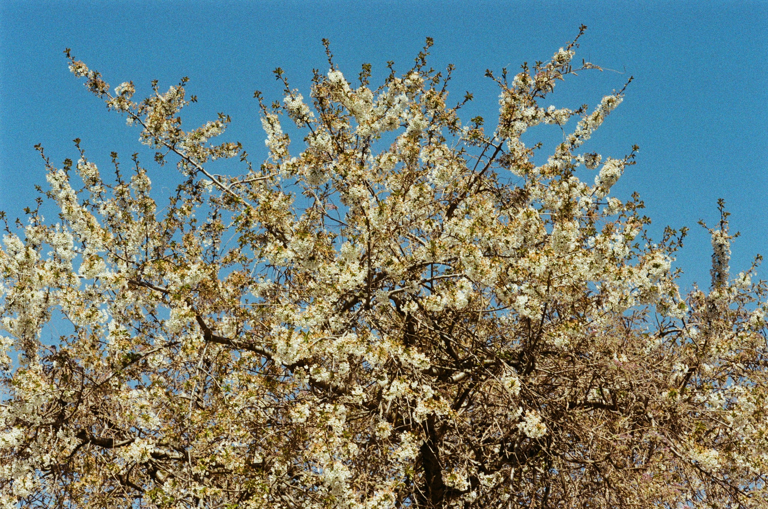 Sakura blues // ukraine, crimea III. EVER EXPOSED