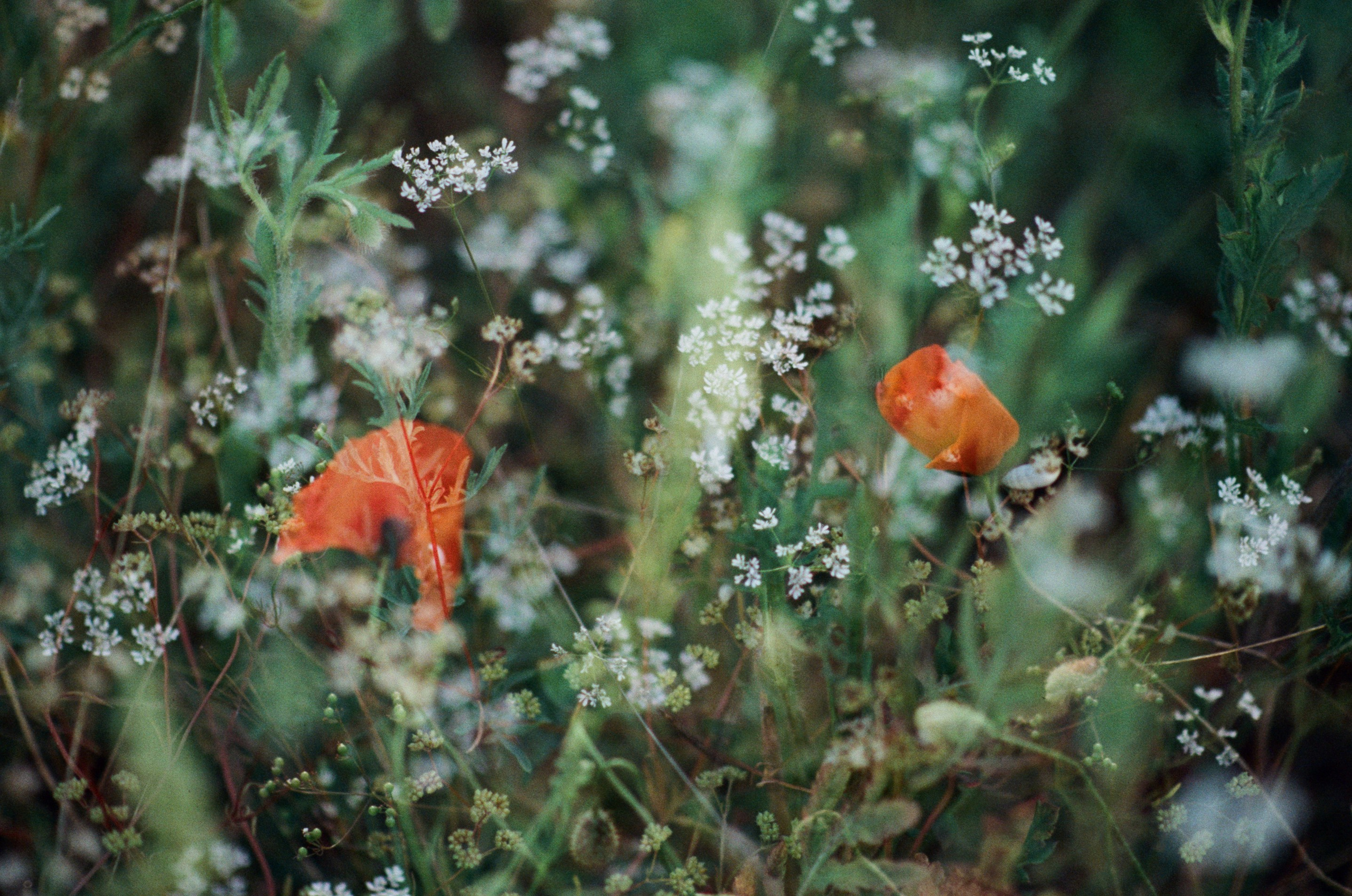 Silver strings // ukraine, crimea V. EVER EXPOSED