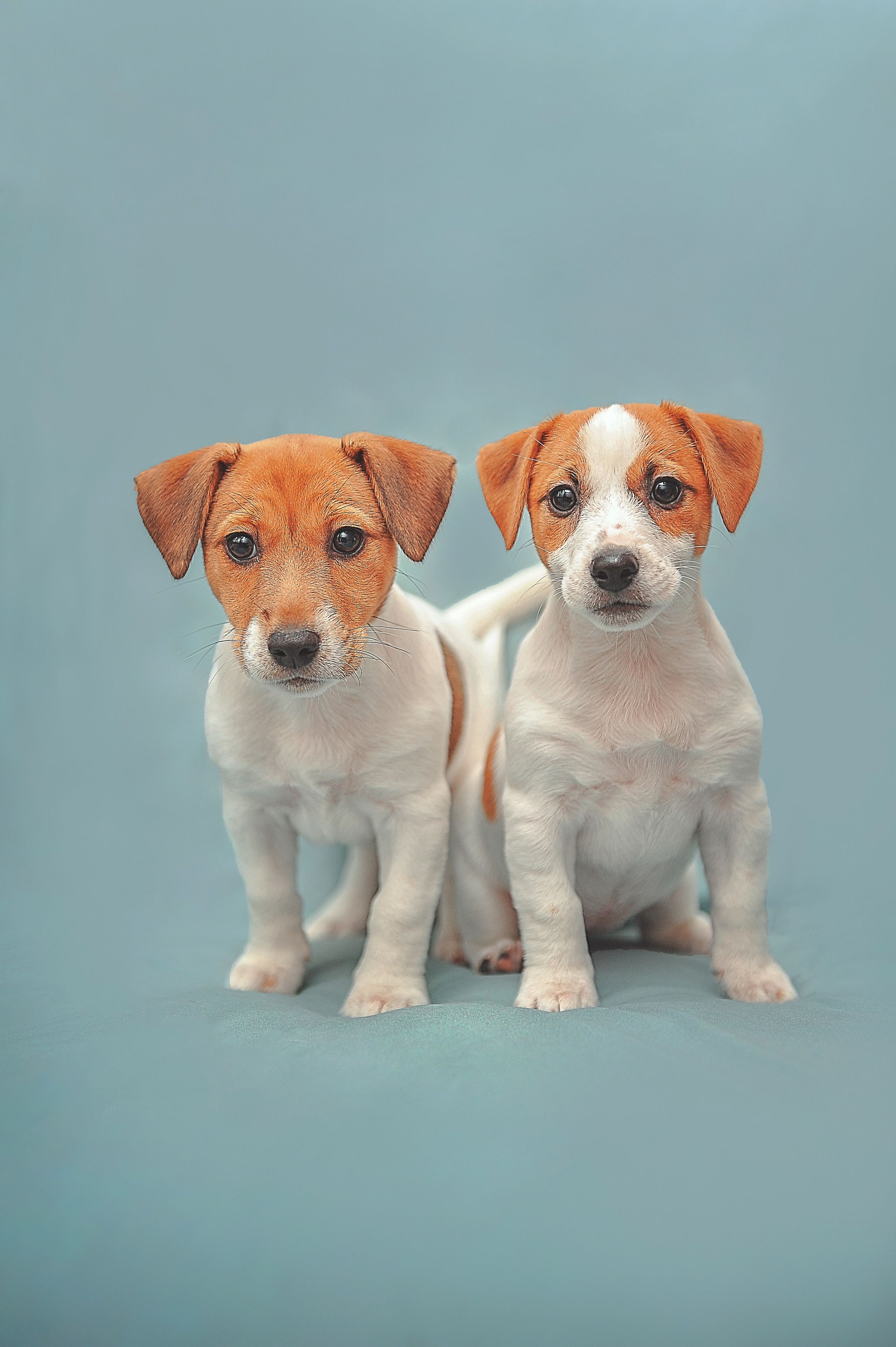Фотосессия животных в Ижевских, фотограф животных. Детский, семейный фотограф в Ижевске и Москве Аксинья Лысенкова ADEN