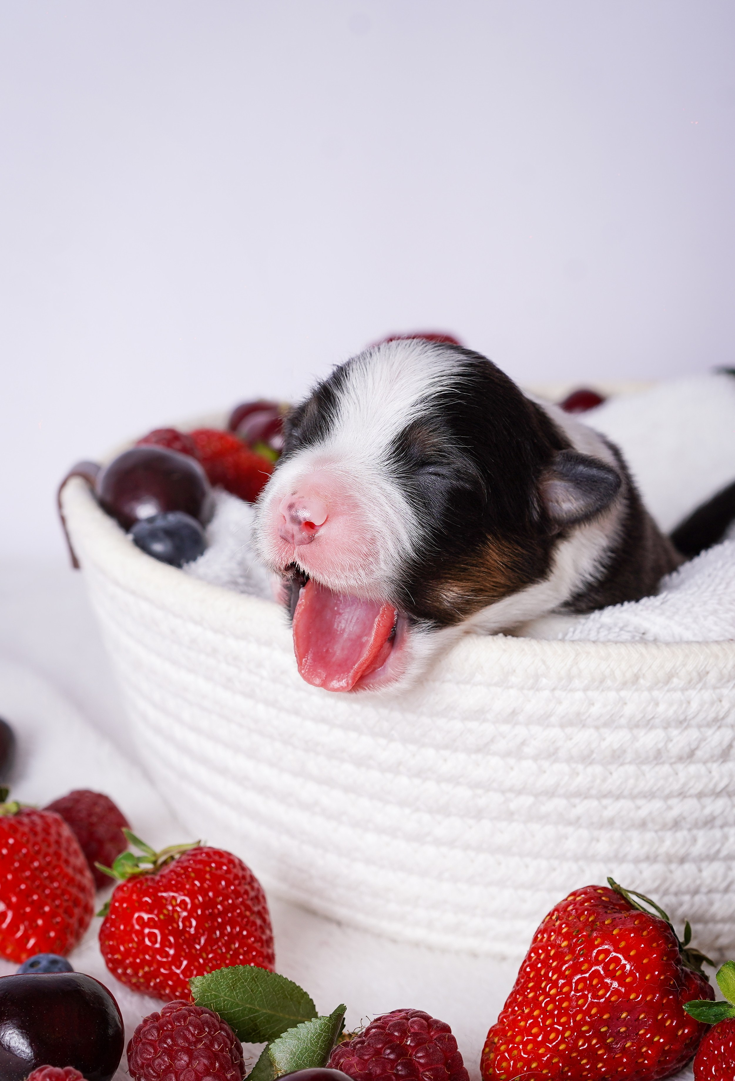 Щенки аусси. Фотограф-анималист в Санкт-Петербурге Яна Мартынова