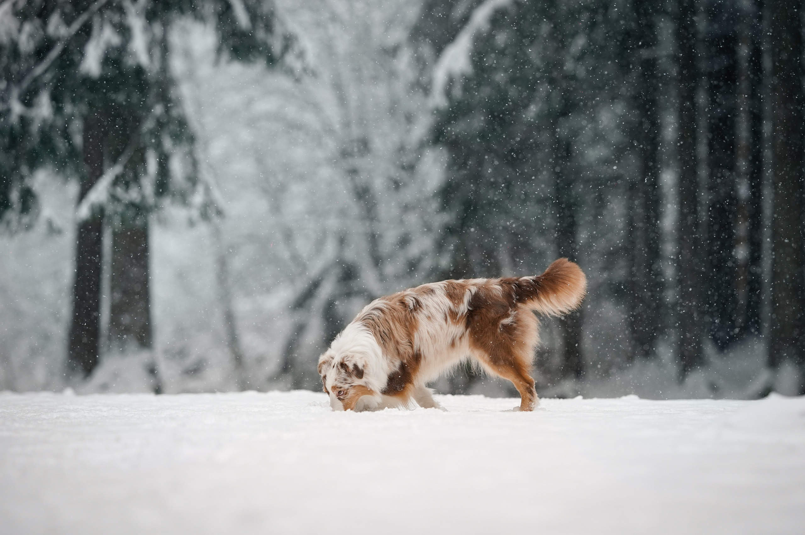 Панда. Фотограф-анималист в Санкт-Петербурге Яна Мартынова