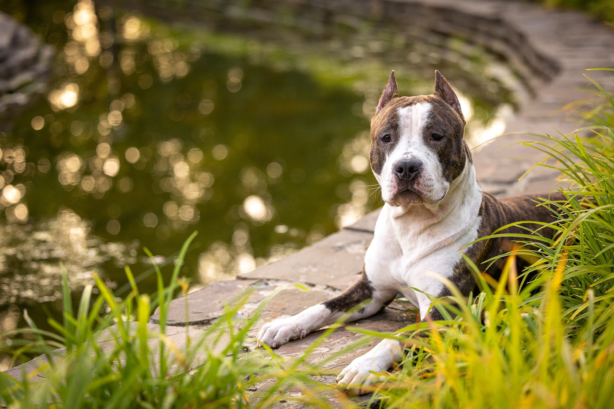 Амстафф Честер и его семья. Фотограф-анималист Natalia Deingel | Фотосъемка собак в Москве