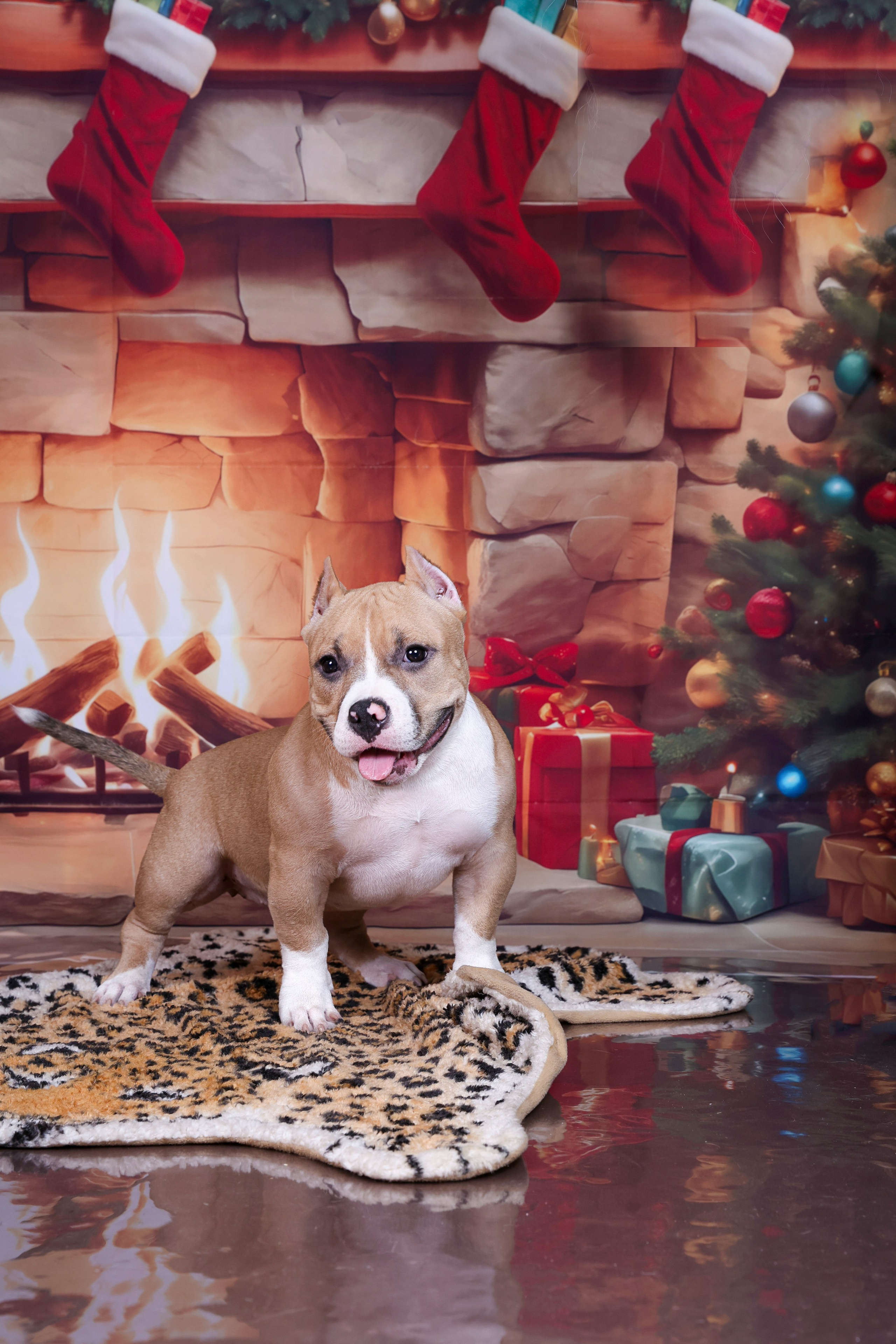 Американский булли!. Фотограф 📸 семейный, предметный, репортажный