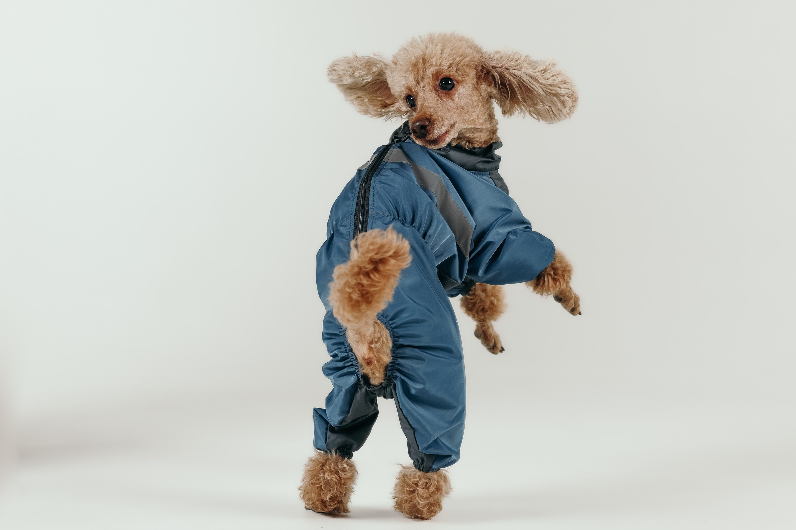 Для брендов. Фотограф- анималист Санкт-Петербург